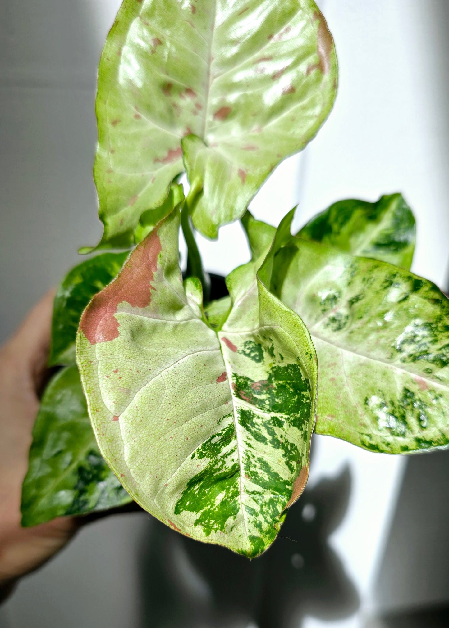Syngonium Podophyllum 'Confetti Tricolour' - 100mm