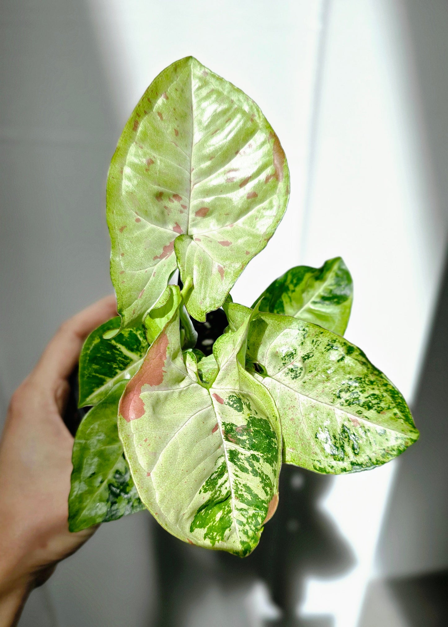 Syngonium Podophyllum 'Confetti Tricolour' - 100mm