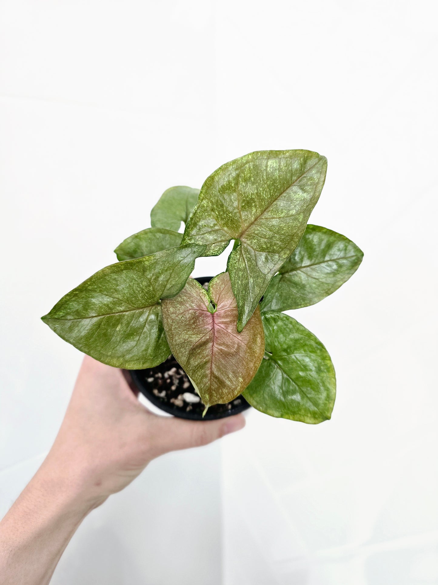 Syngonium Podophyllum 'Matcha Sprinkle' - 100mm