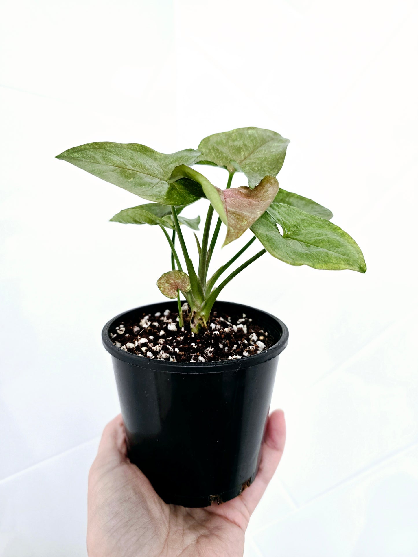 Syngonium Podophyllum 'Matcha Sprinkle' - 100mm