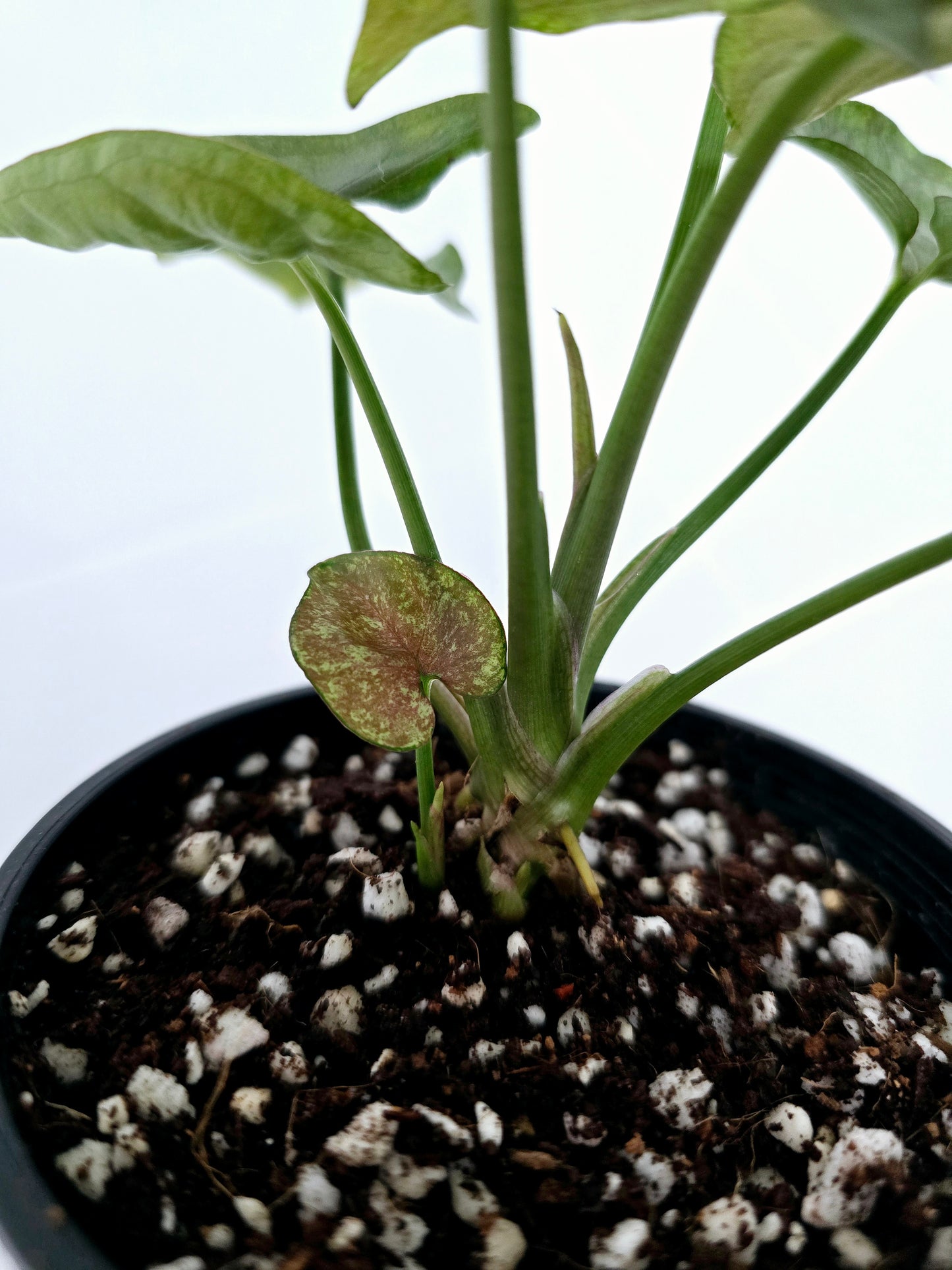Syngonium Podophyllum 'Matcha Sprinkle' - 100mm