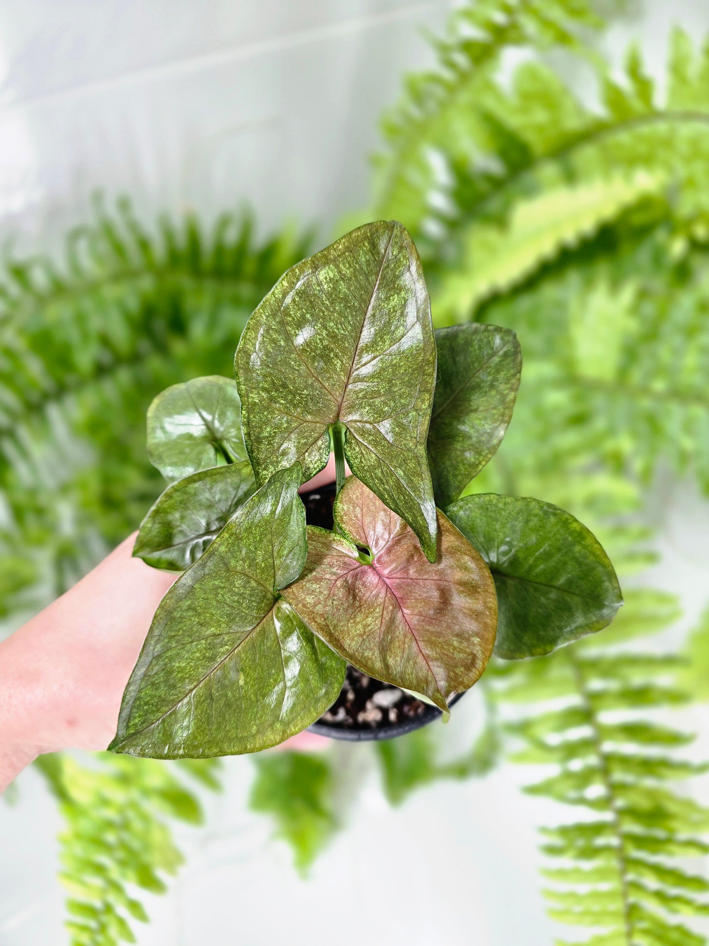 Syngonium Podophyllum 'Matcha Sprinkle' - 100mm