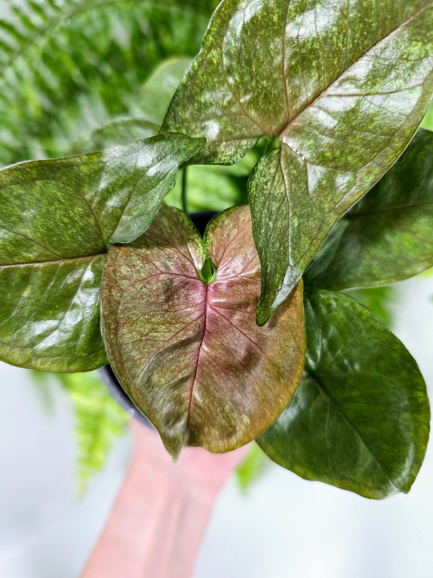 Syngonium Podophyllum 'Matcha Sprinkle' - 100mm