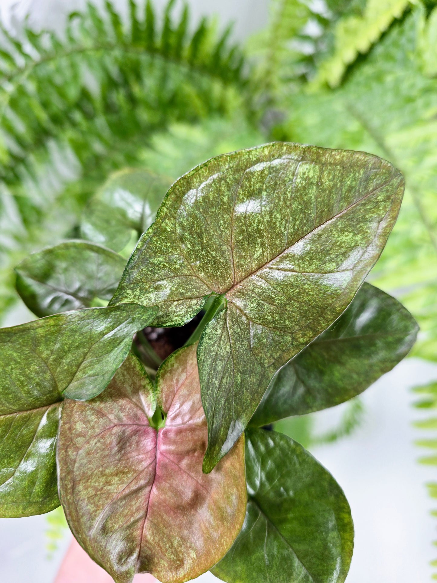 Syngonium Podophyllum 'Matcha Sprinkle' - 100mm