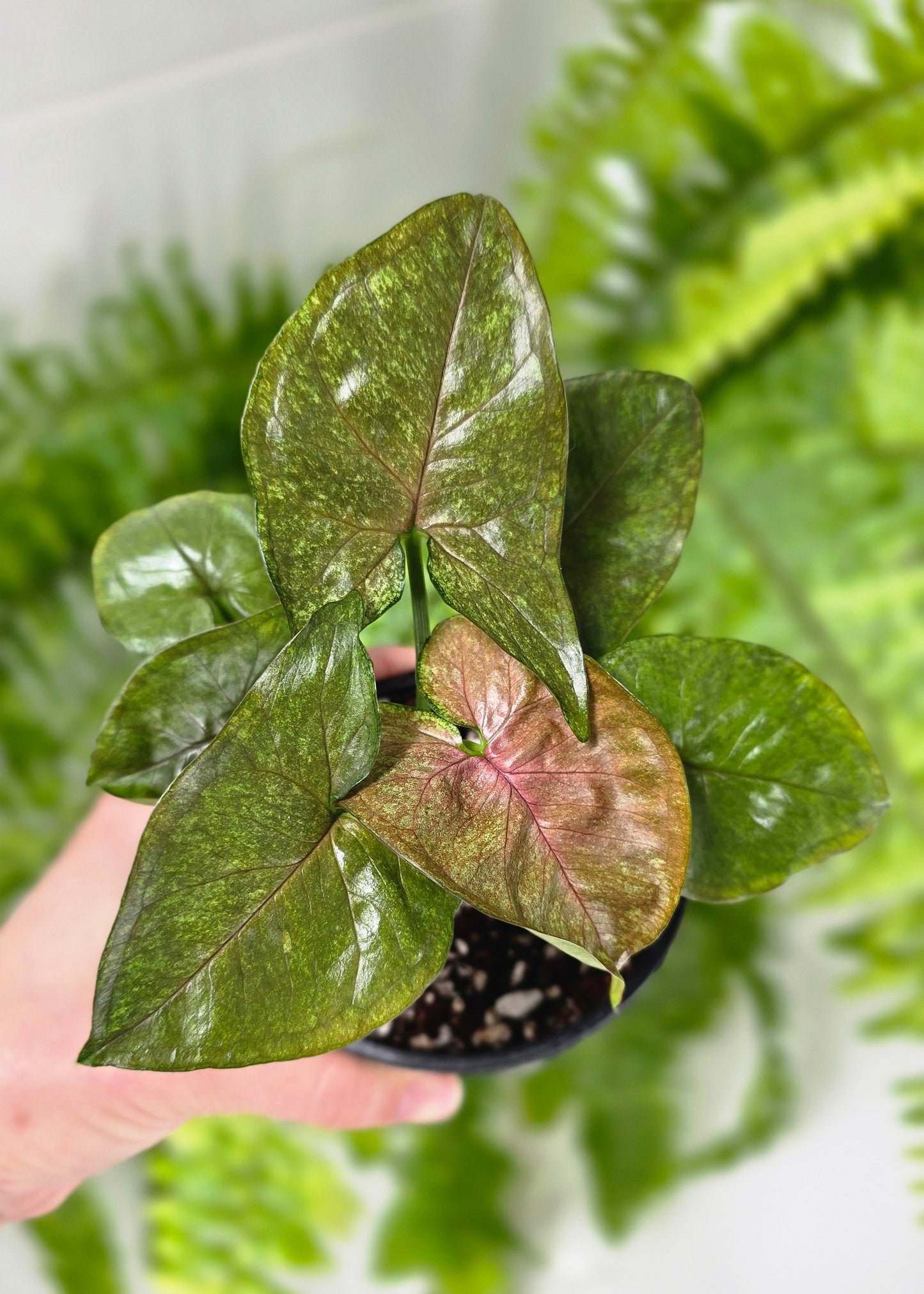 Syngonium Podophyllum 'Matcha Sprinkle' - 100mm