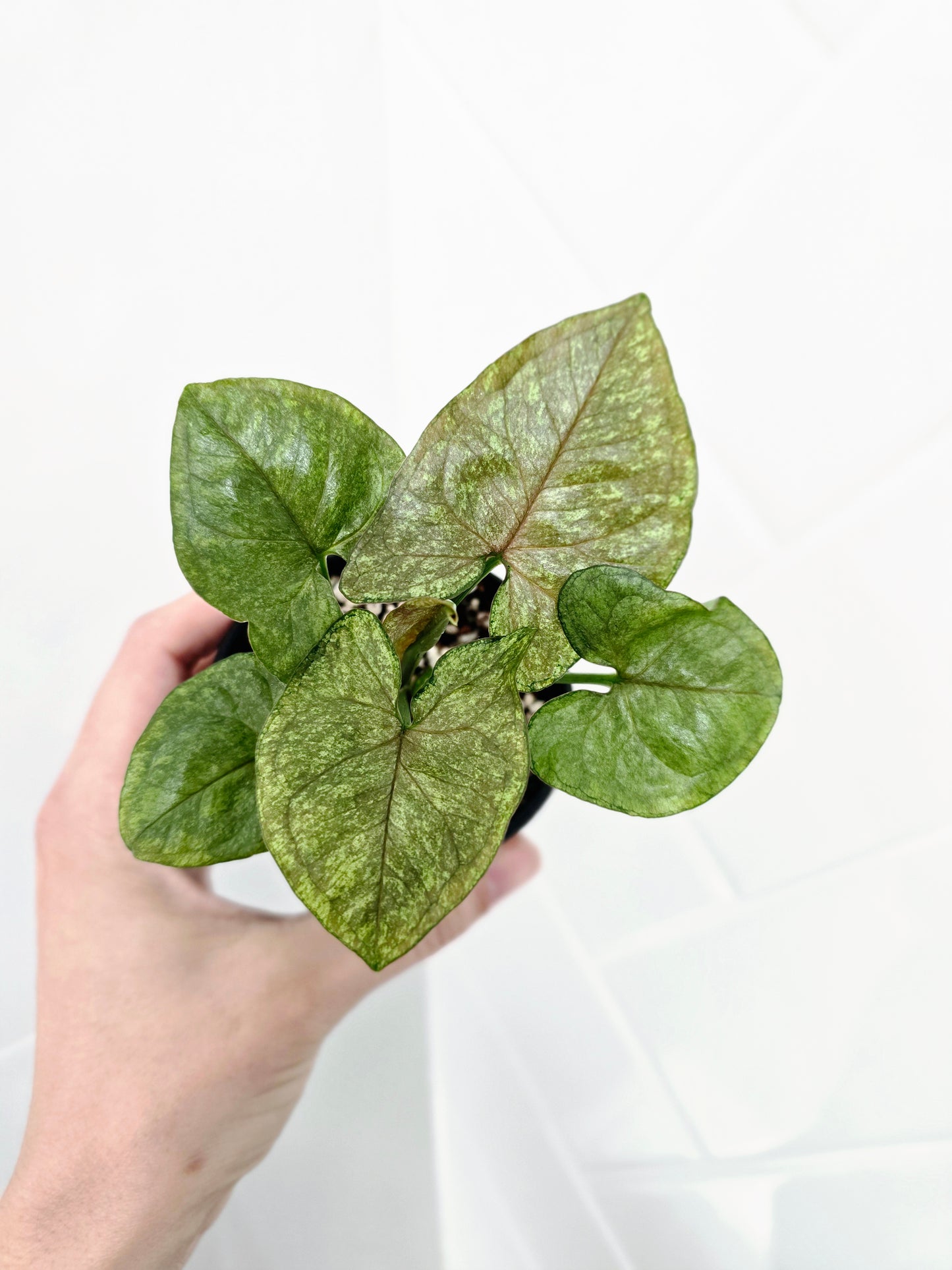 Syngonium Podophyllum 'Matcha Sprinkle' - 80mm