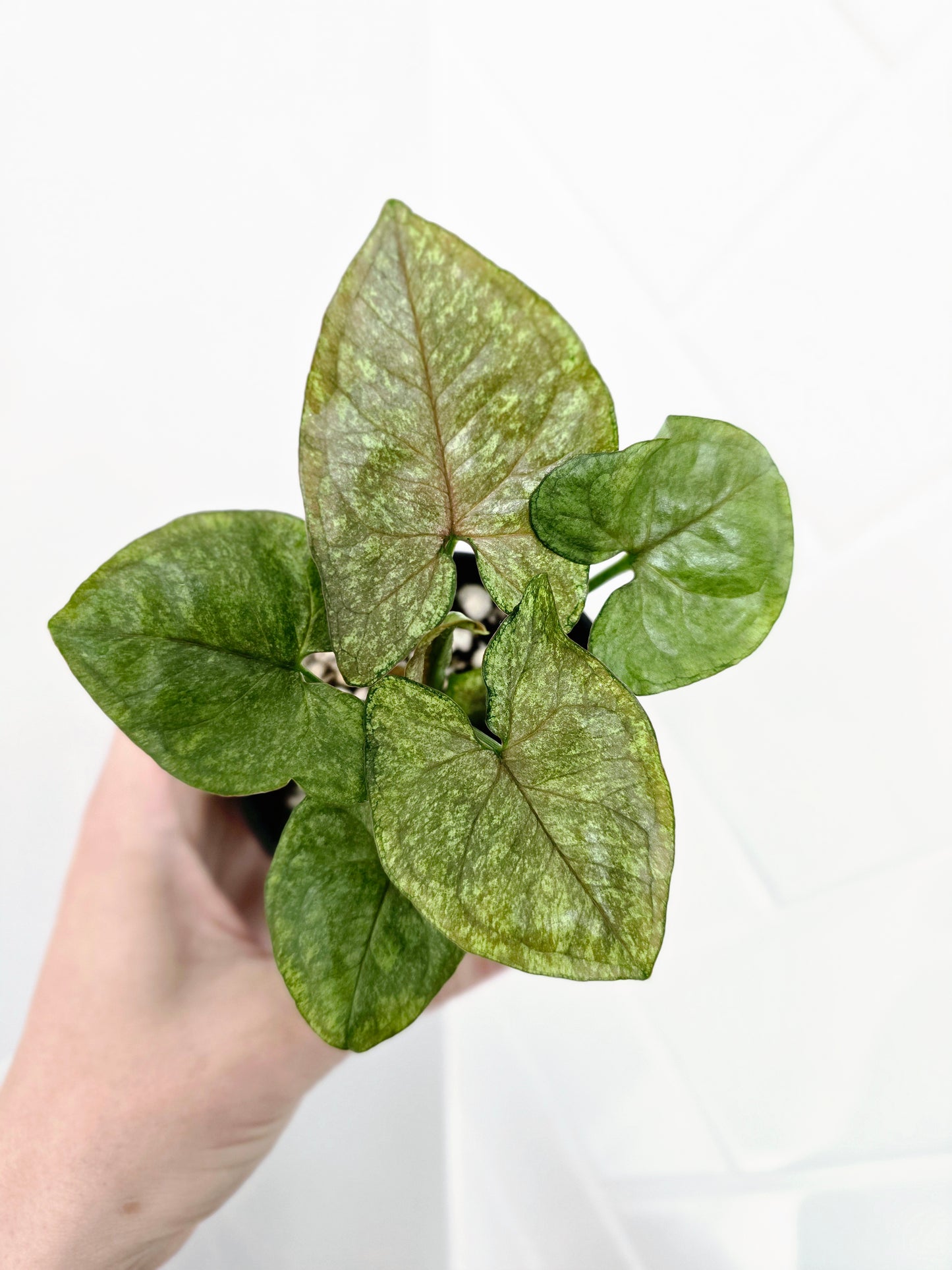 Syngonium Podophyllum 'Matcha Sprinkle' - 80mm