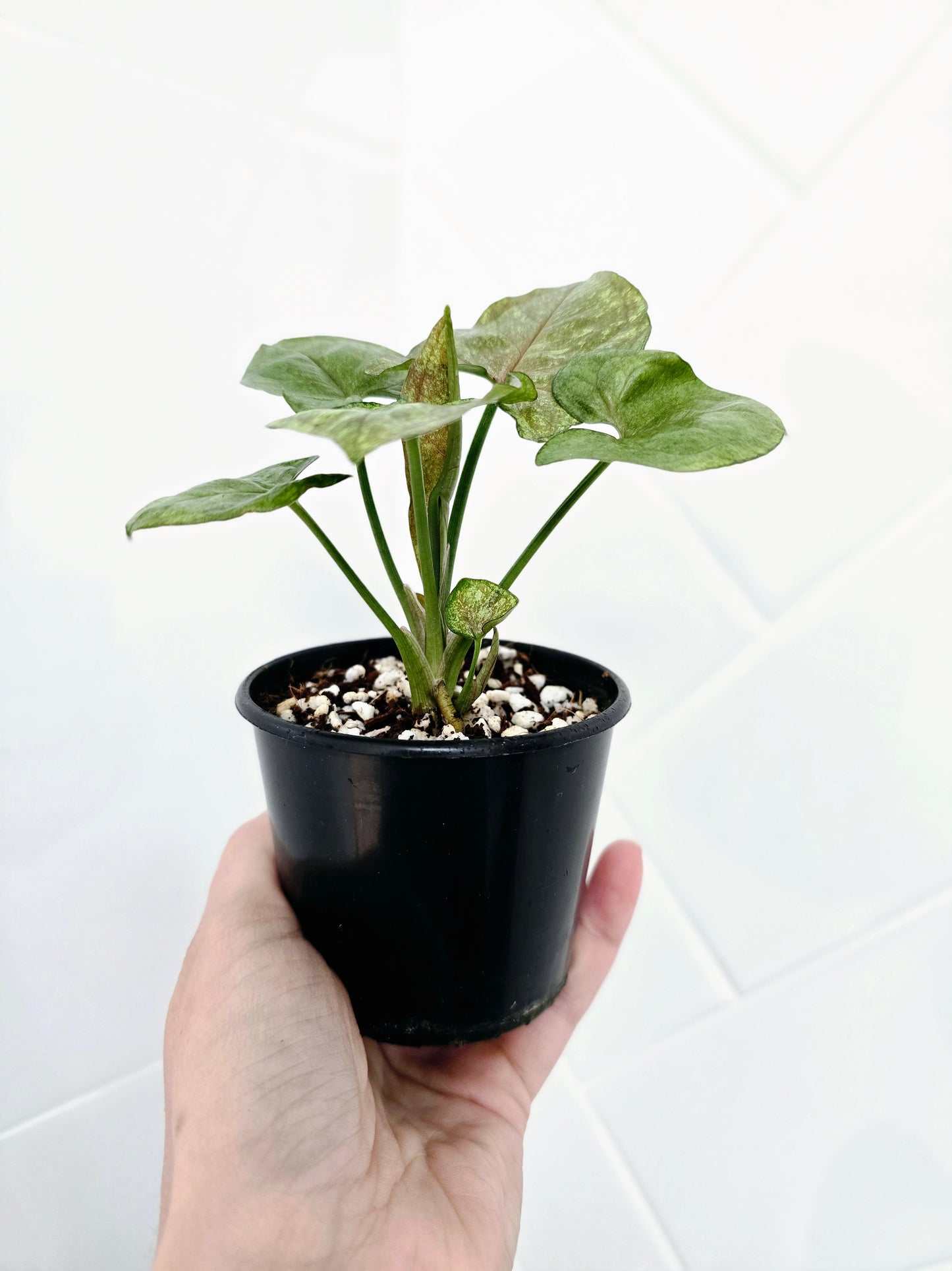 Syngonium Podophyllum 'Matcha Sprinkle' - 80mm