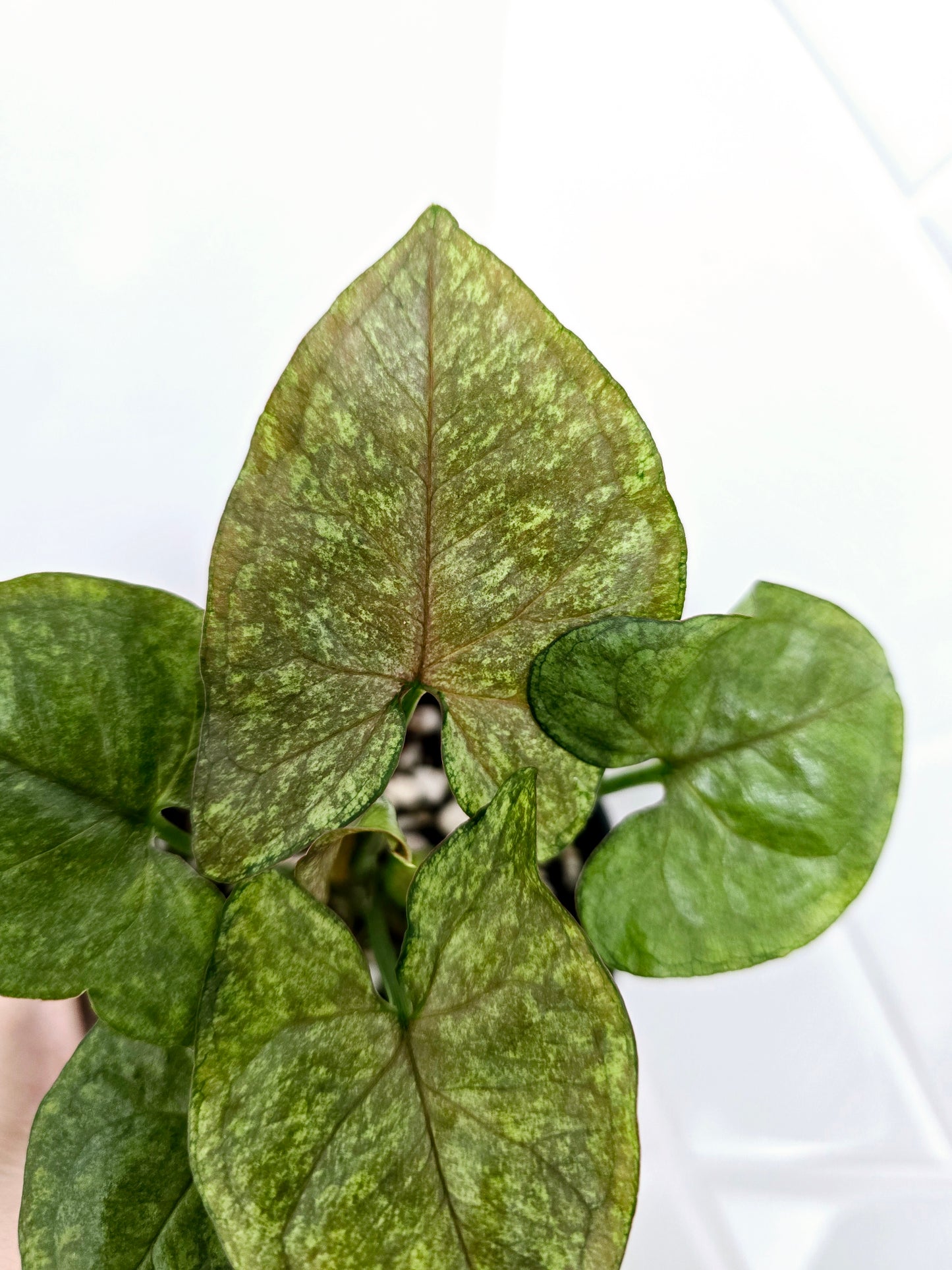 Syngonium Podophyllum 'Matcha Sprinkle' - 80mm