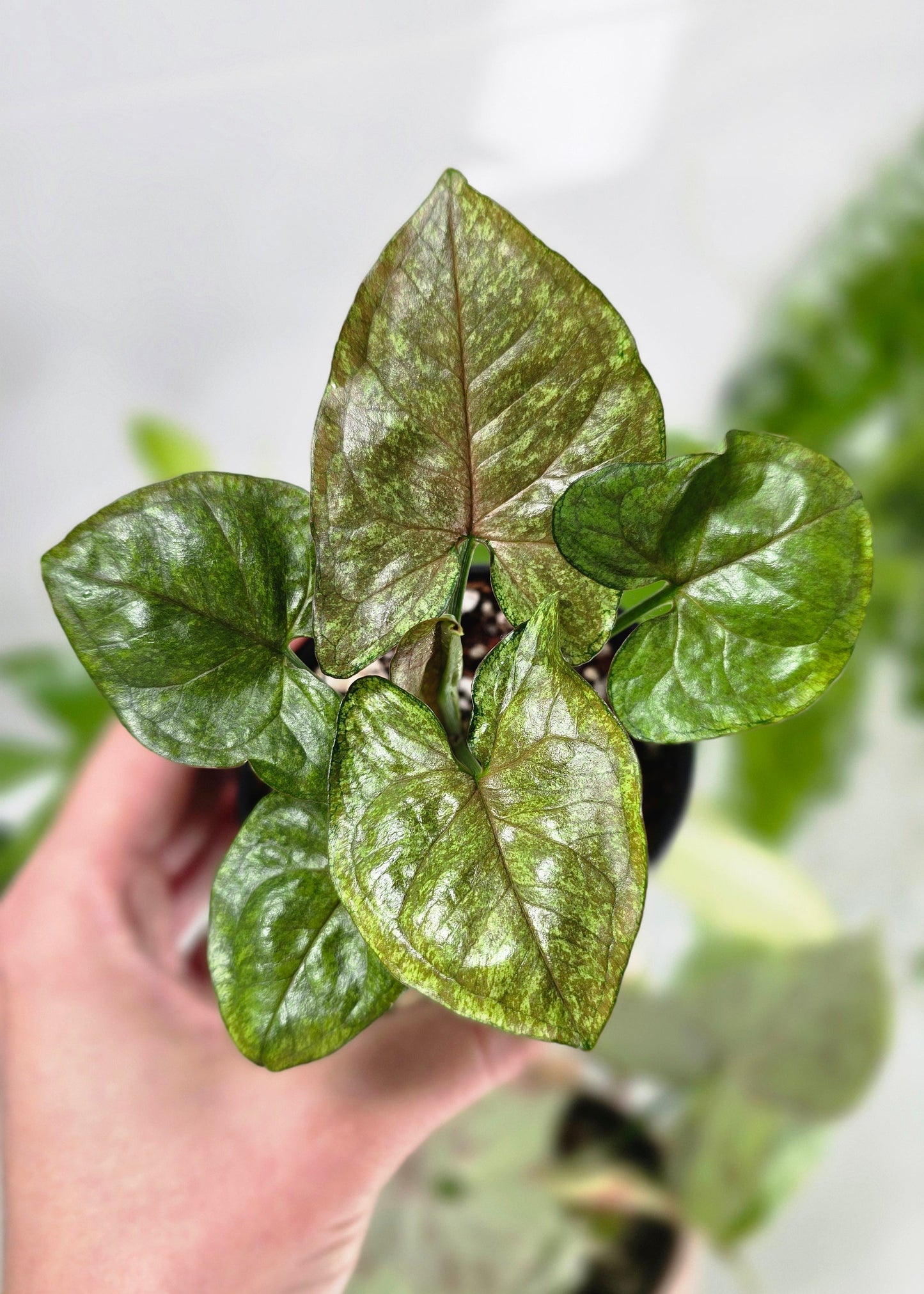 Syngonium Podophyllum 'Matcha Sprinkle' - 80mm