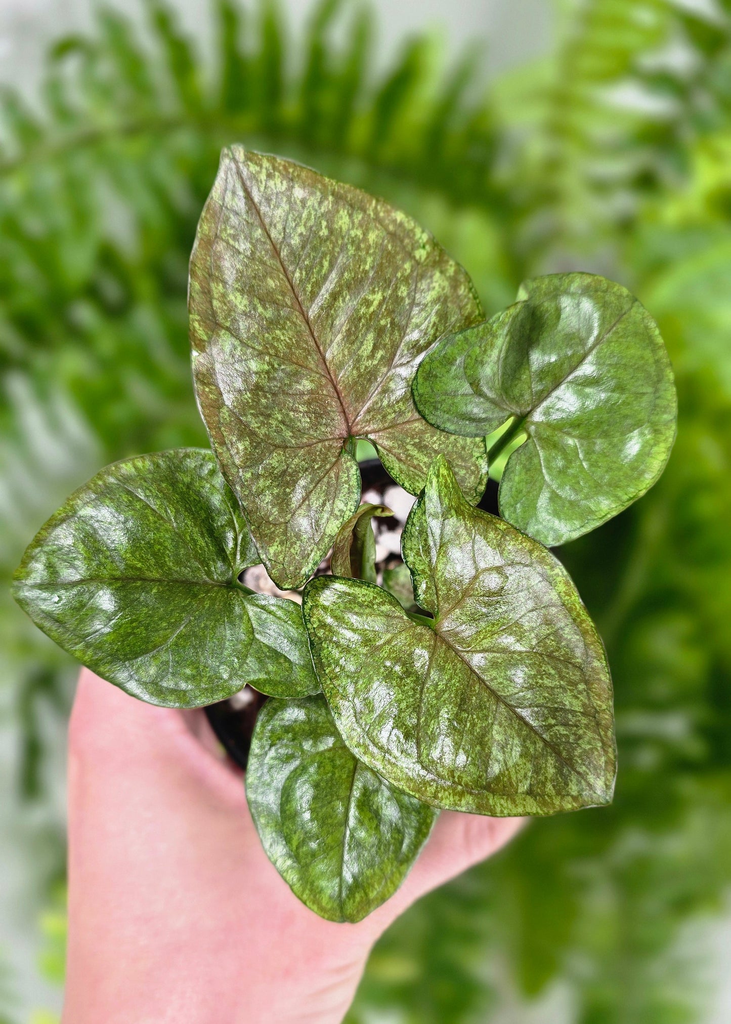 Syngonium Podophyllum 'Matcha Sprinkle' - 80mm
