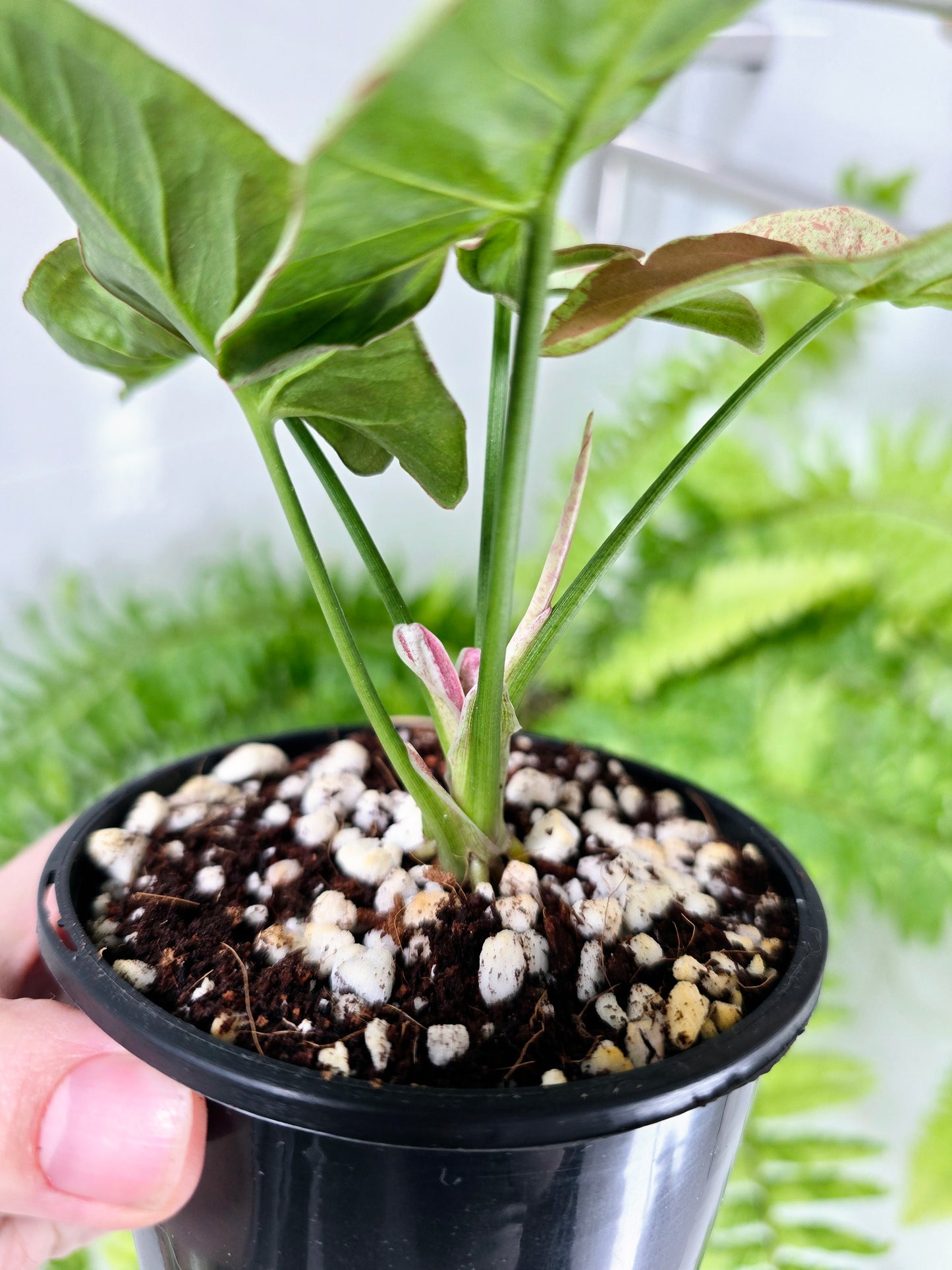 Syngonium Podophyllum 'Milk Confetti' - 100mm