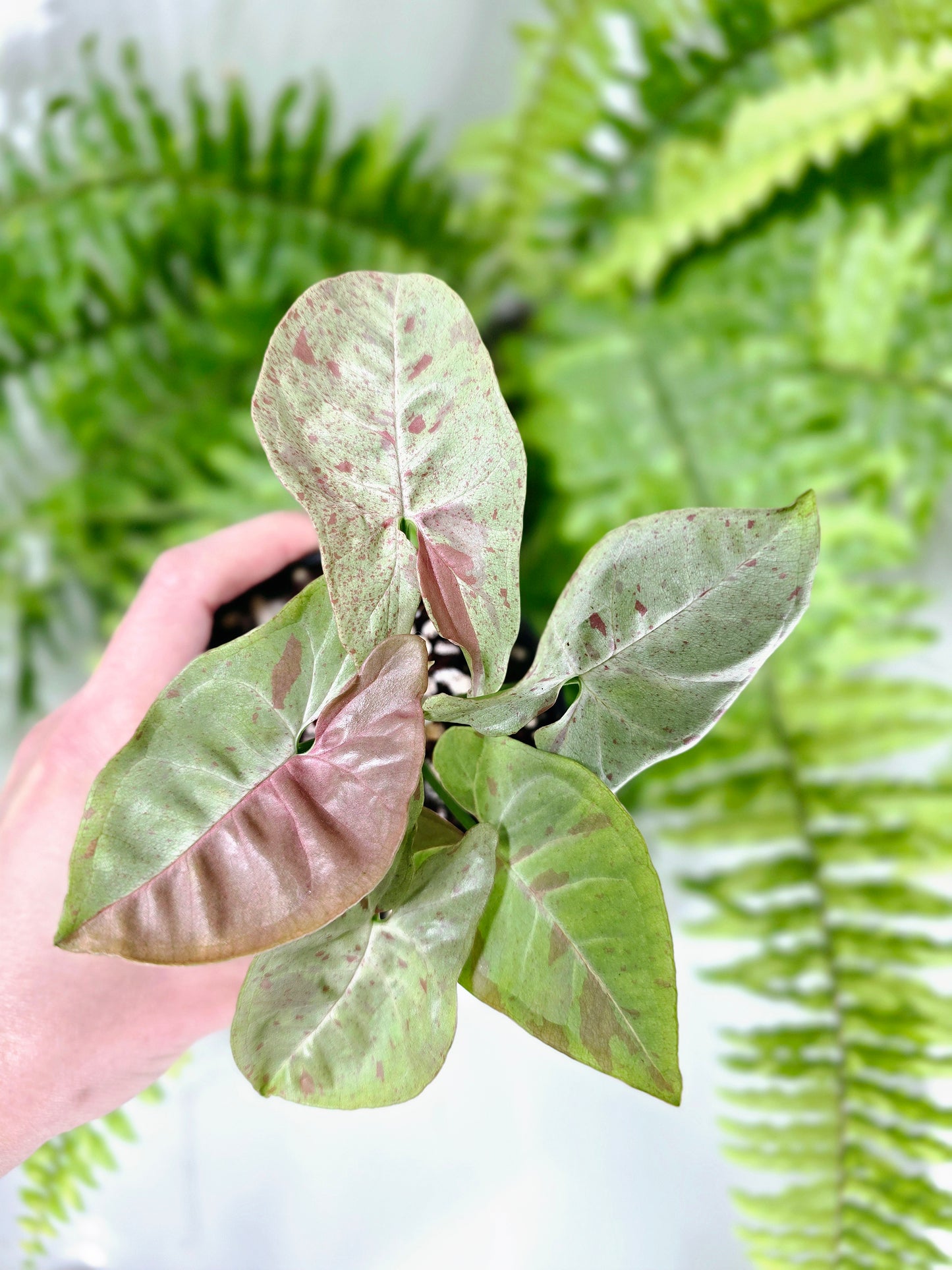 Syngonium Podophyllum 'Milk Confetti' - 100mm