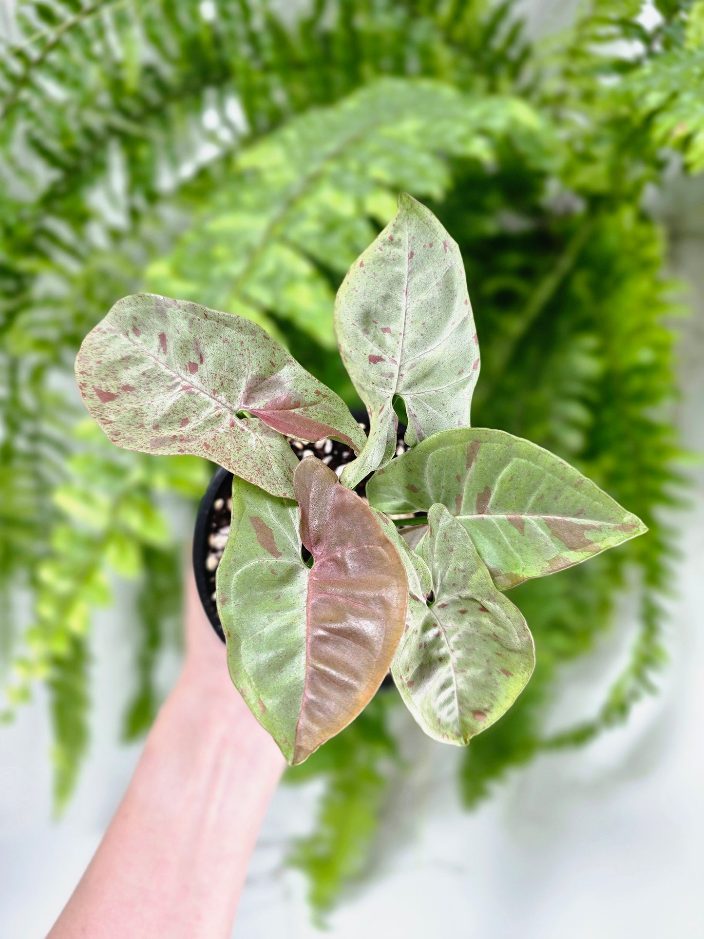 Syngonium Podophyllum 'Milk Confetti' - 100mm