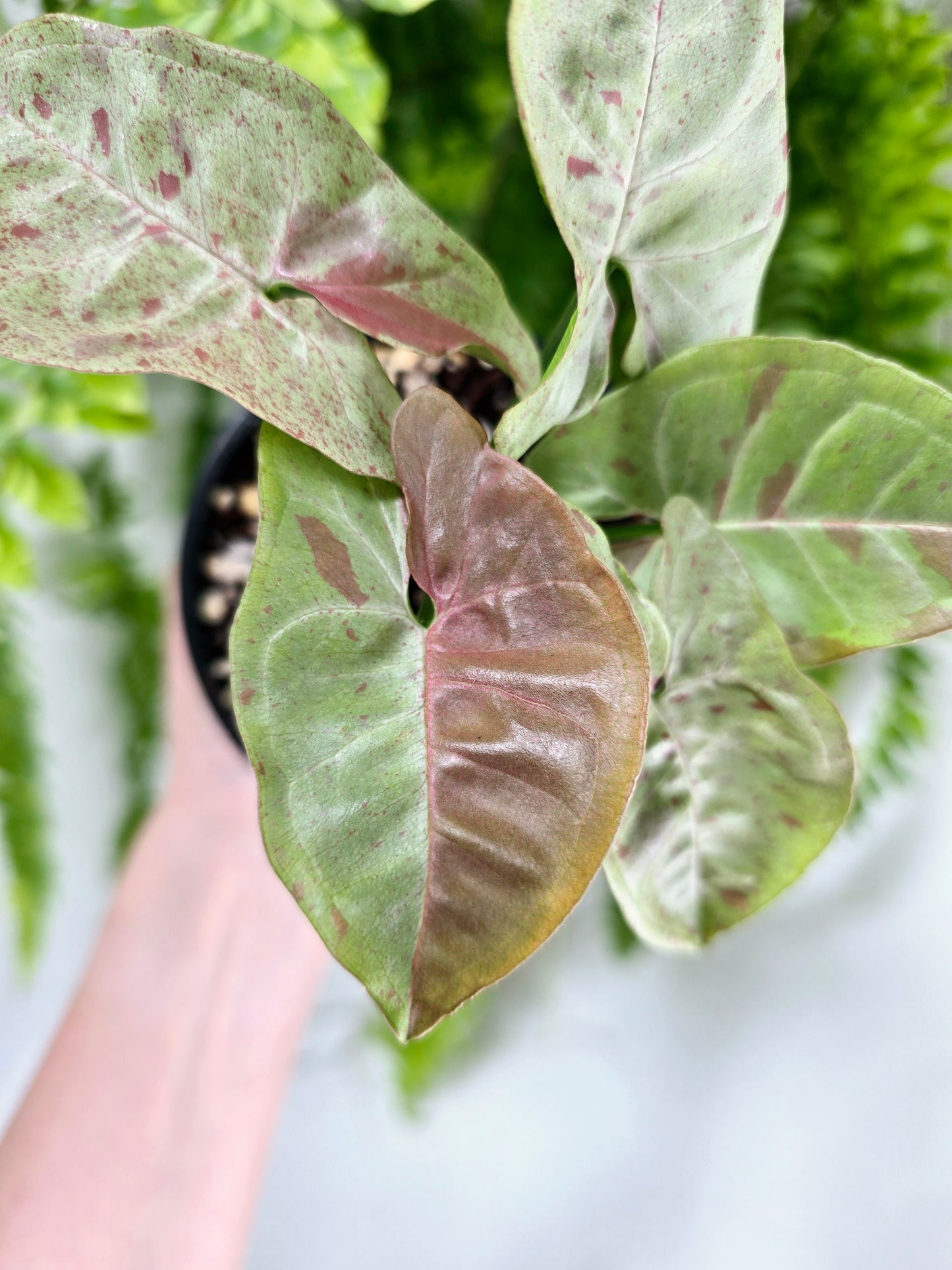 Syngonium Podophyllum 'Milk Confetti' - 100mm
