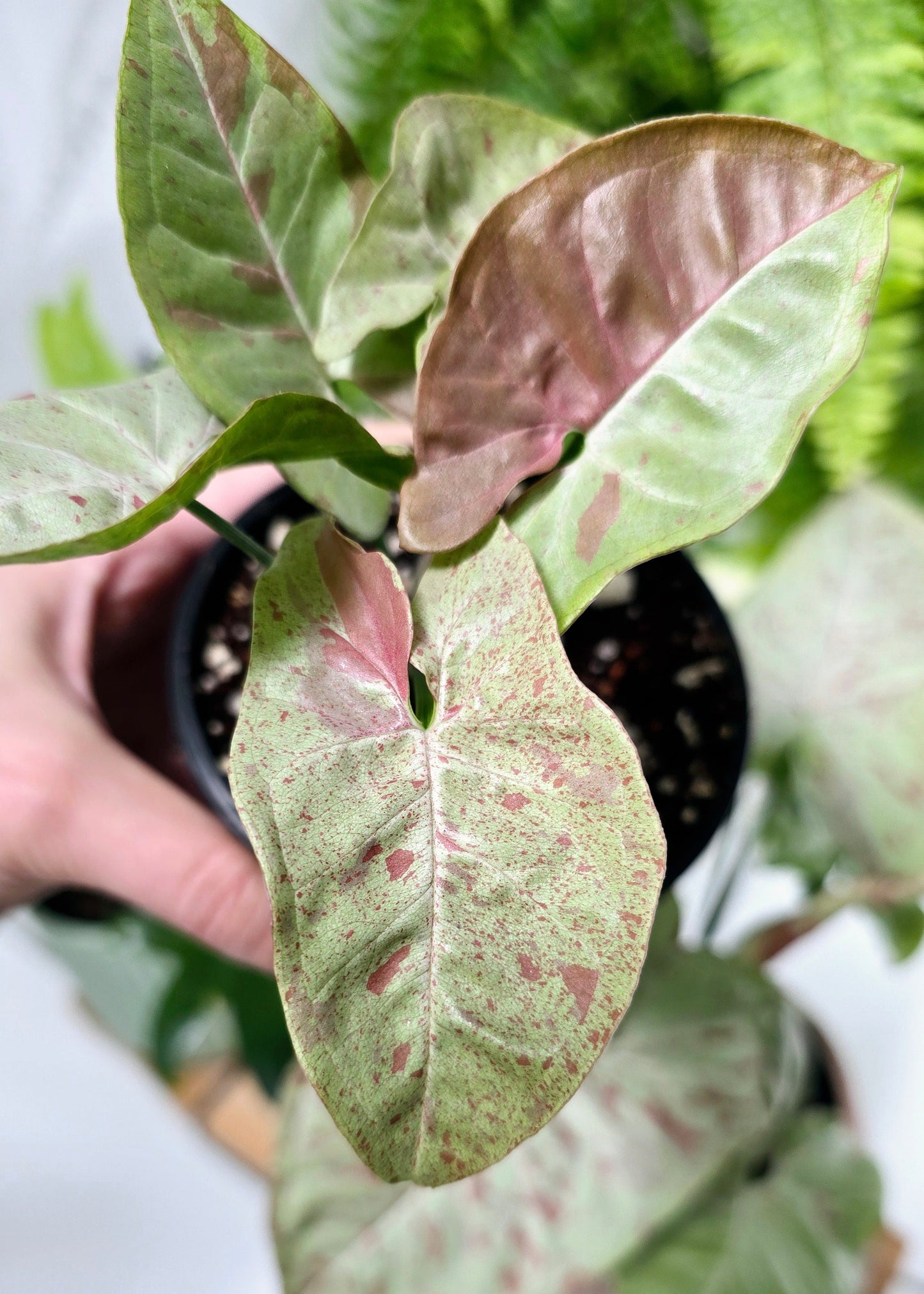 Syngonium Podophyllum 'Milk Confetti' - 100mm