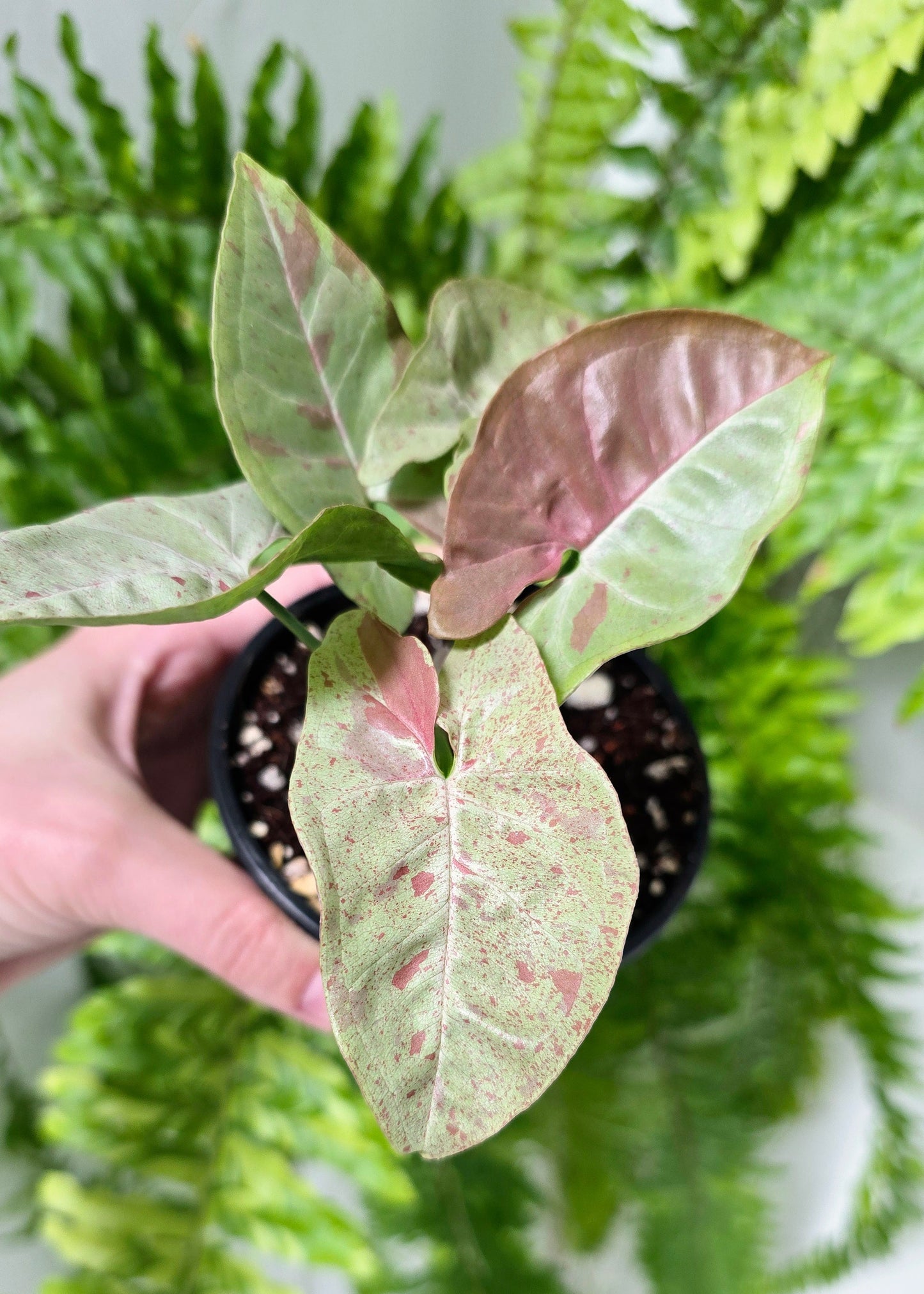 Syngonium Podophyllum 'Milk Confetti' - 100mm