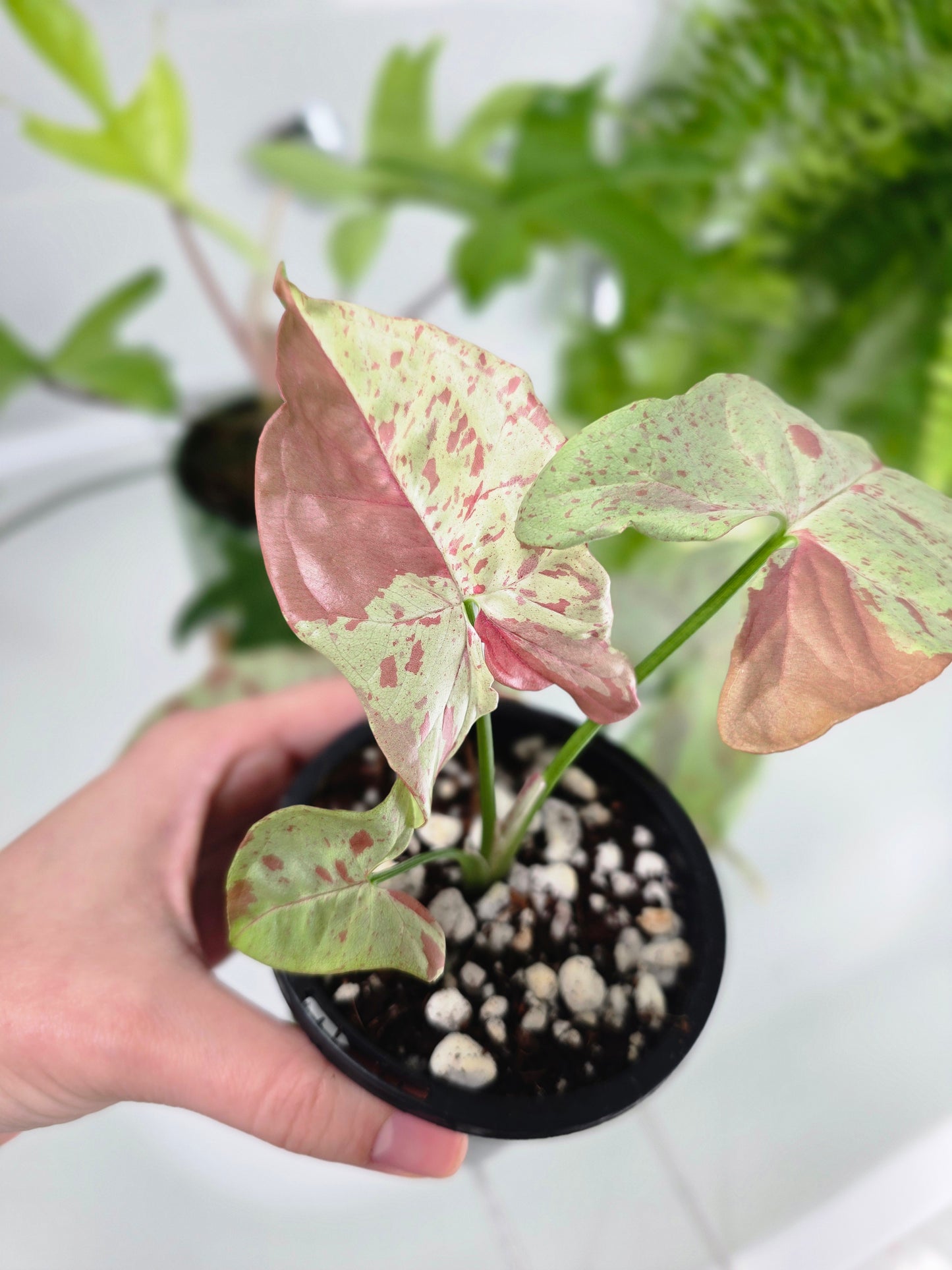 Syngonium Podophyllum 'Milk Confetti' - 90mm