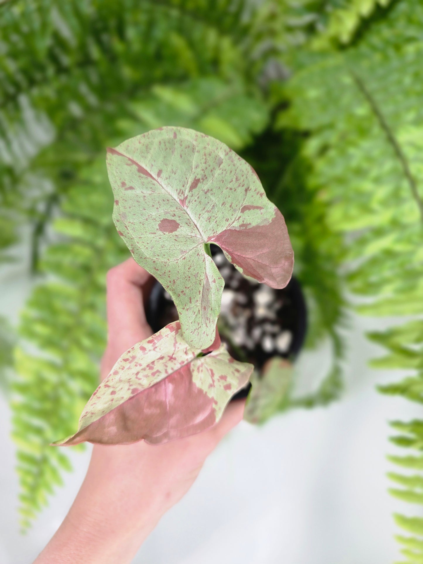 Syngonium Podophyllum 'Milk Confetti' - 90mm