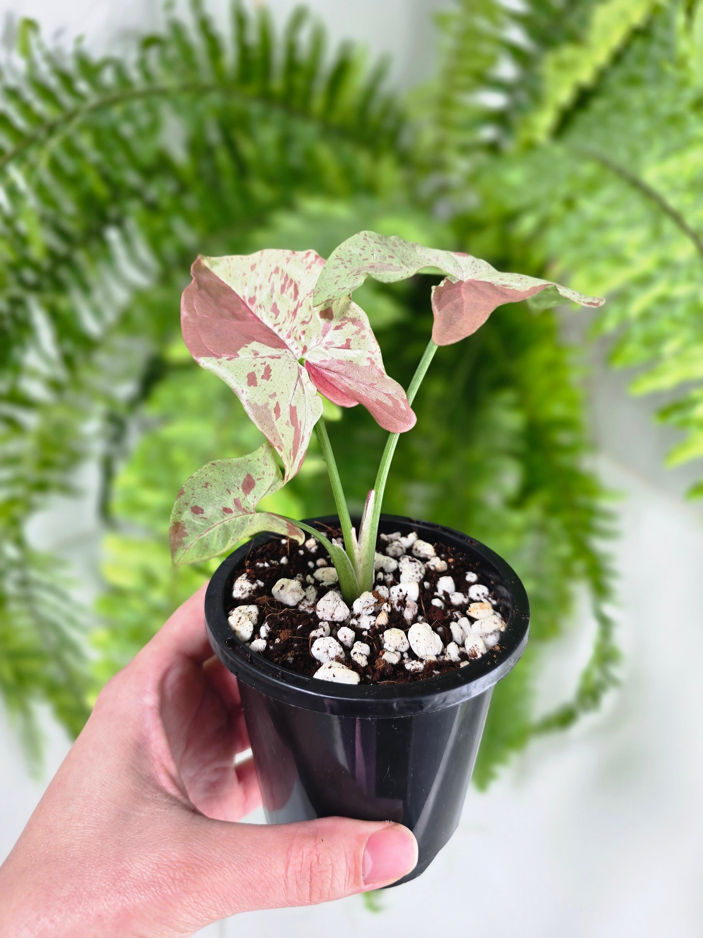 Syngonium Podophyllum 'Milk Confetti' - 90mm