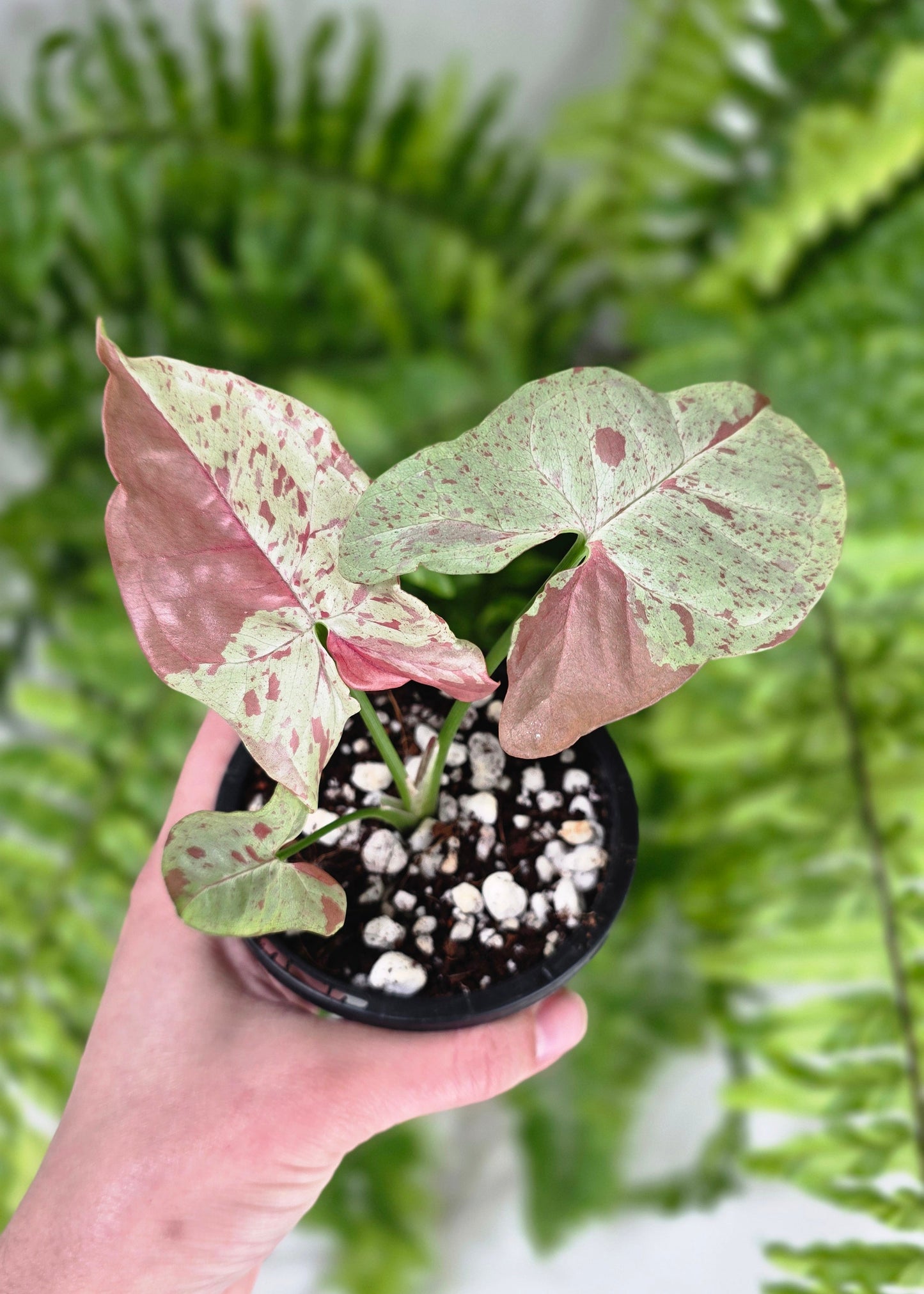 Syngonium Podophyllum 'Milk Confetti' - 90mm