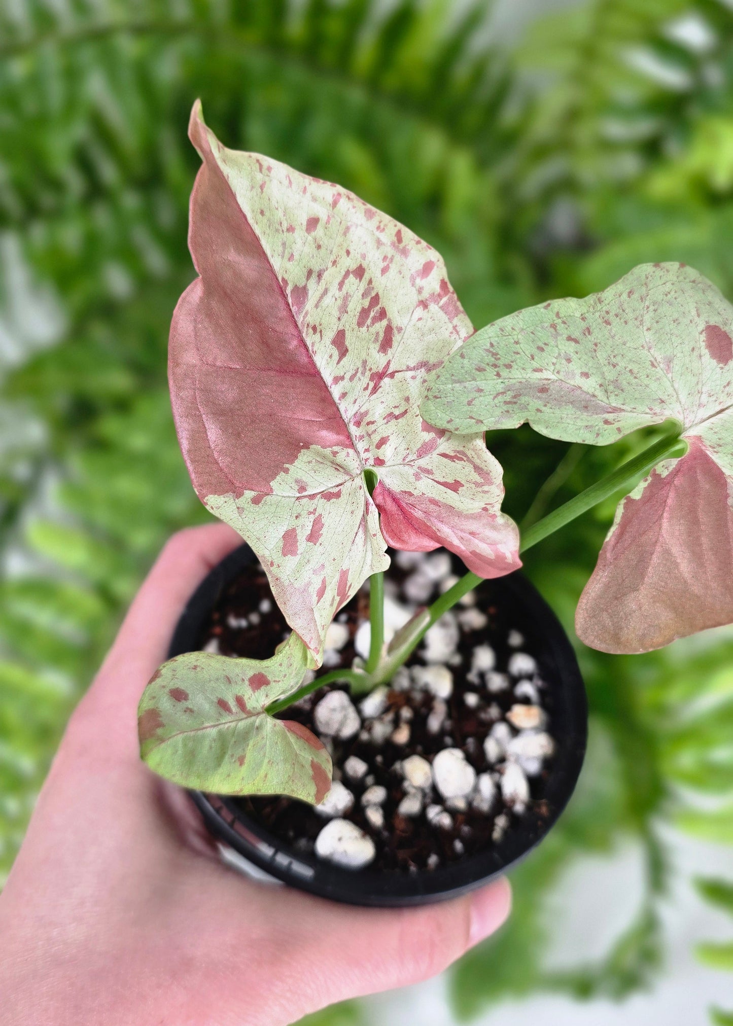 Syngonium Podophyllum 'Milk Confetti' - 90mm
