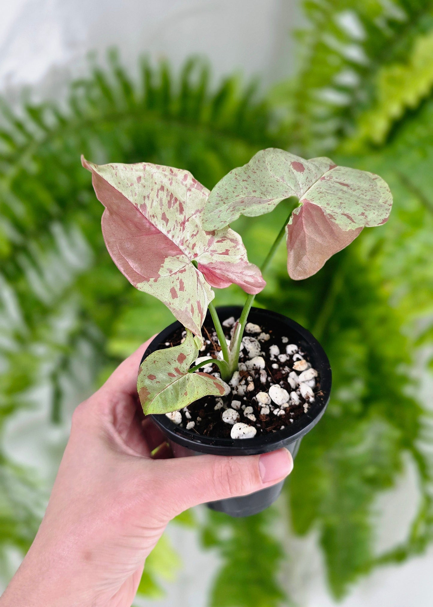 Syngonium Podophyllum 'Milk Confetti' - 90mm