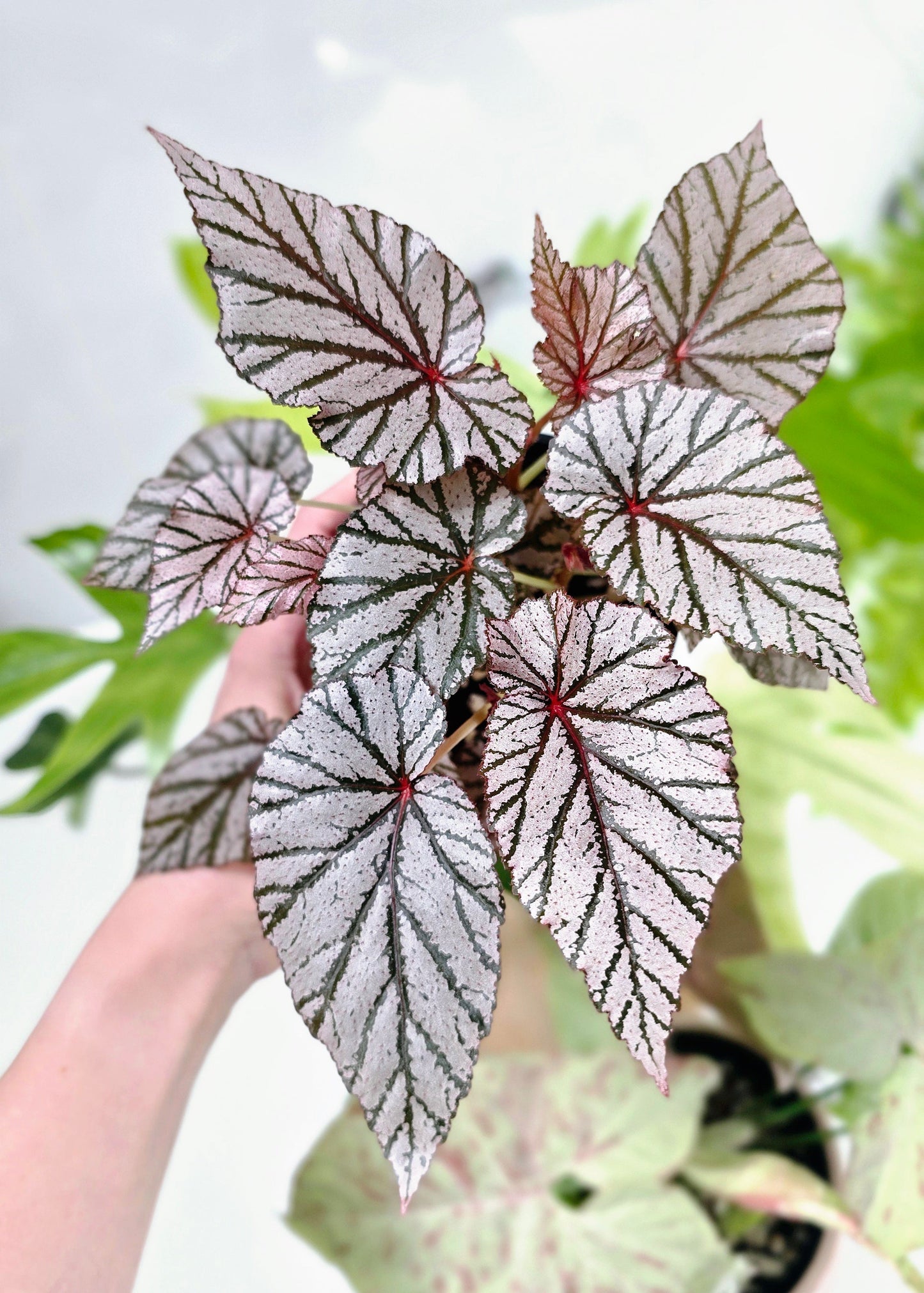 Begonia Maculata 'Ashura' - 100mm