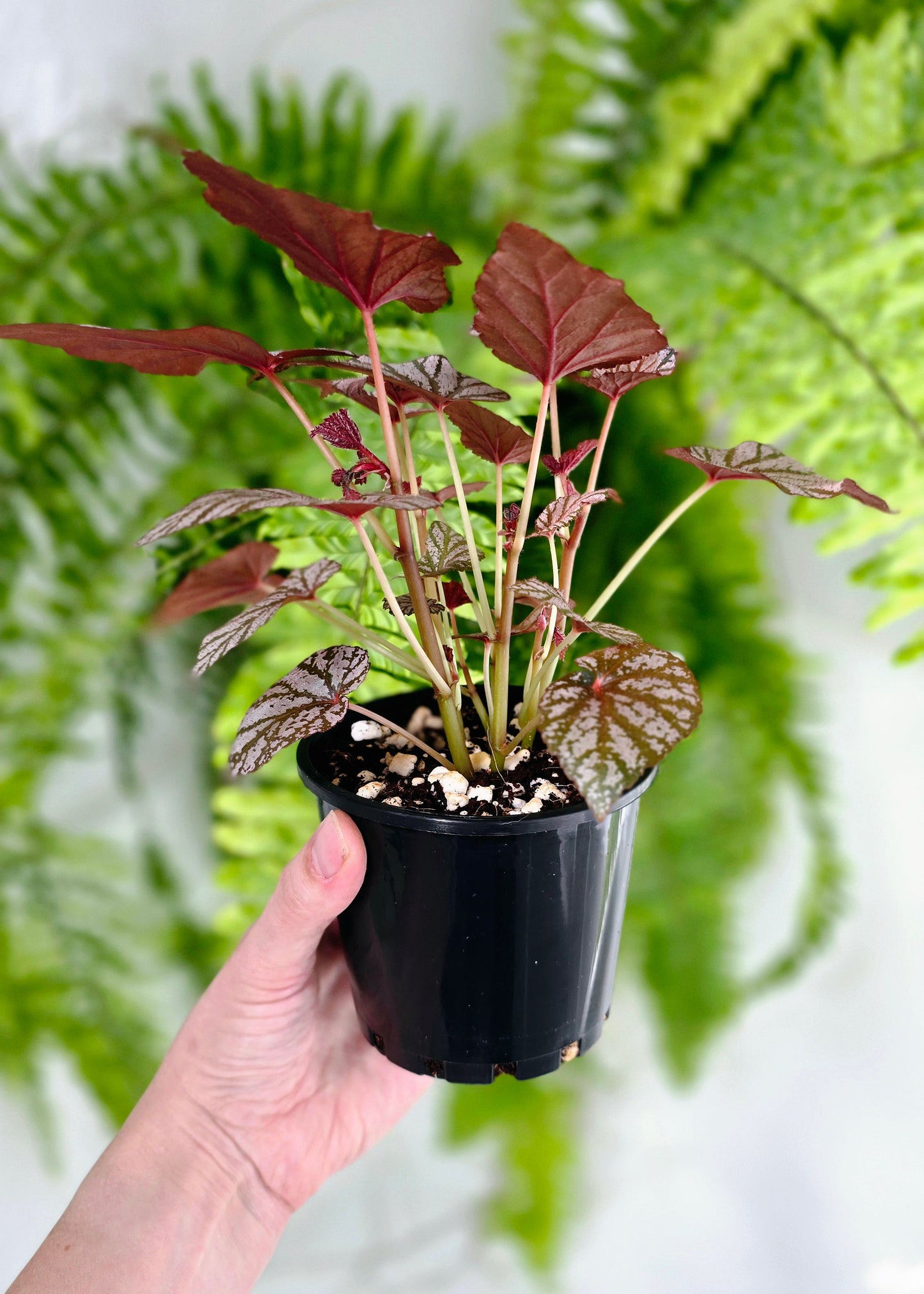 Begonia Maculata 'Ashura' - 100mm