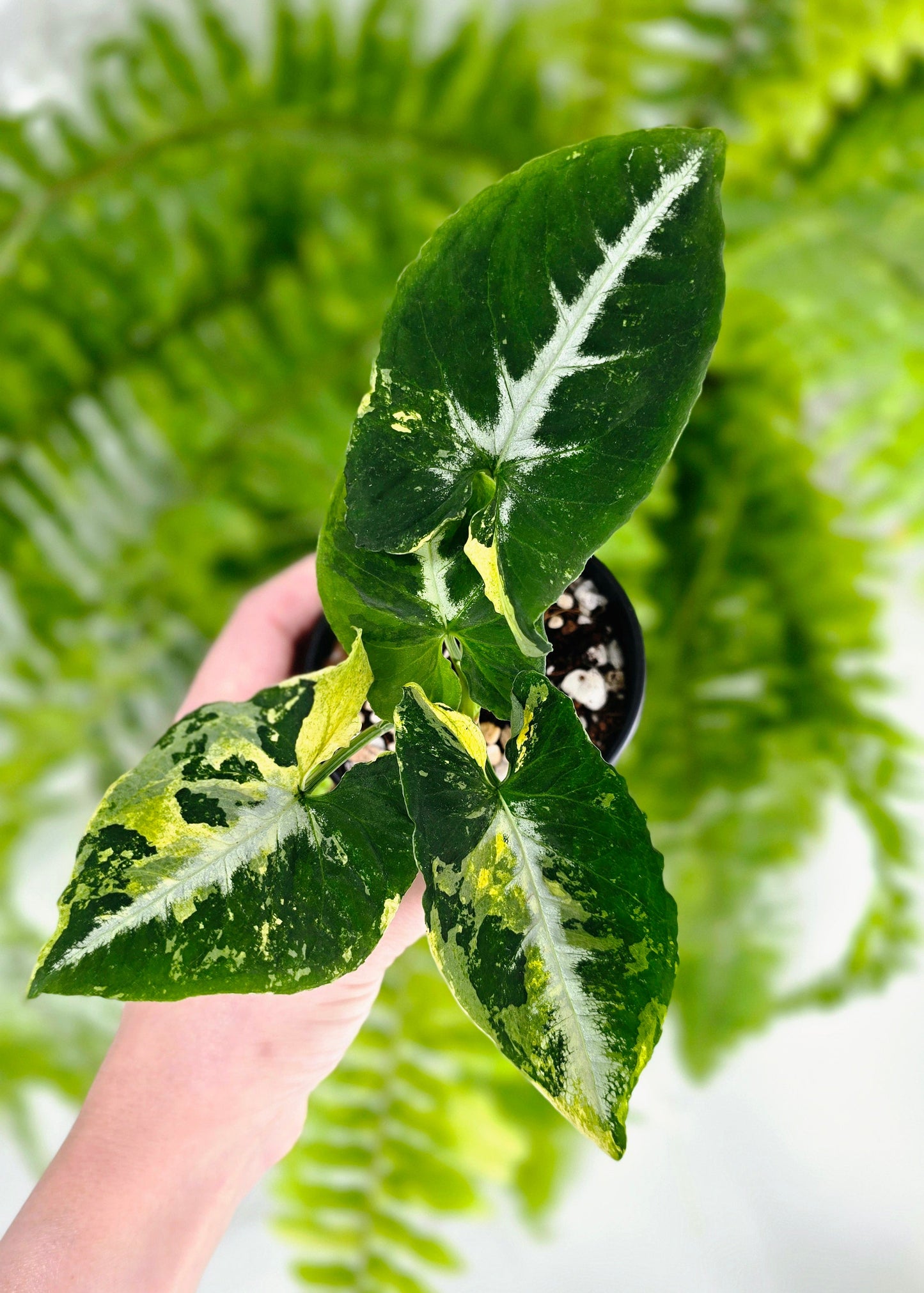 Syngonium Podophyllum 'Scrambled Eggs' - 80mm