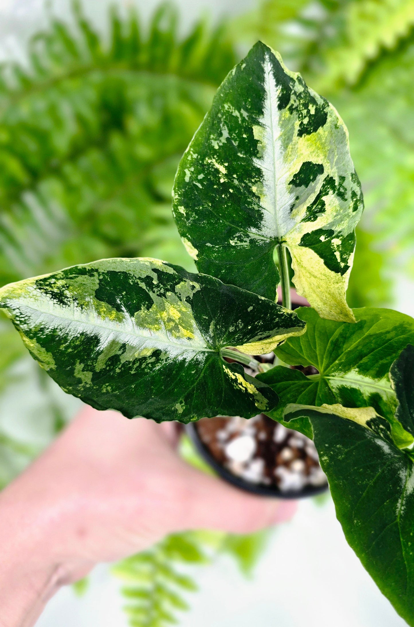 Syngonium Podophyllum 'Scrambled Eggs' - 80mm