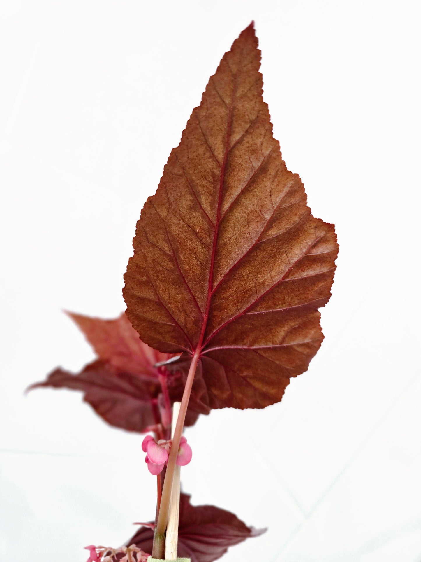 Begonia Maculata 'Ashura' - 118mm