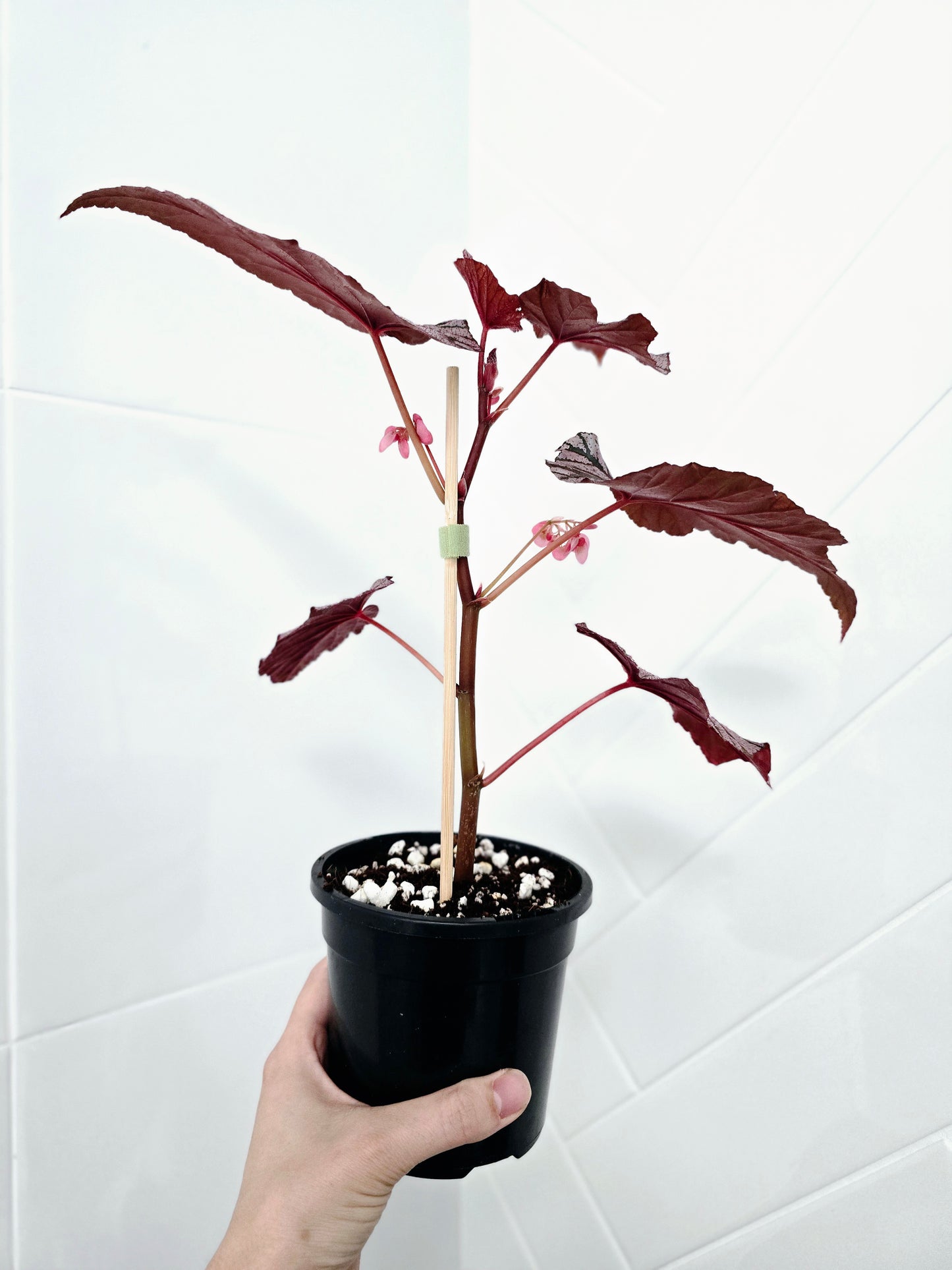 Begonia Maculata 'Ashura' - 118mm