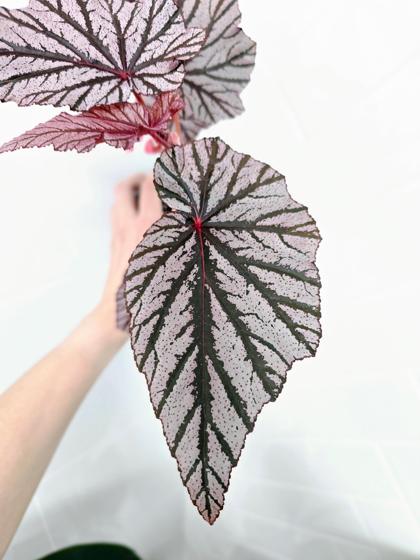 Begonia Maculata 'Ashura' - 118mm