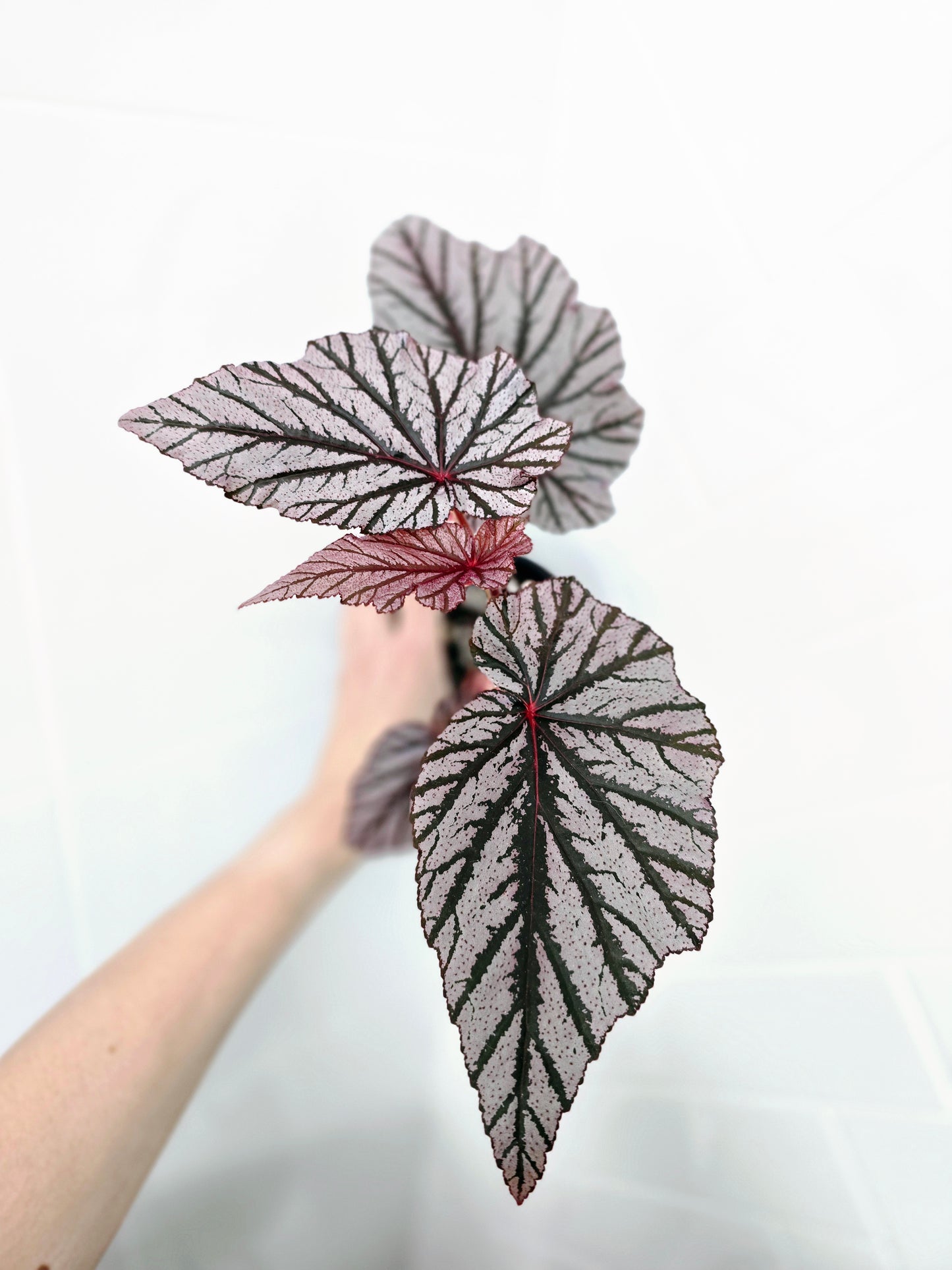 Begonia Maculata 'Ashura' - 118mm