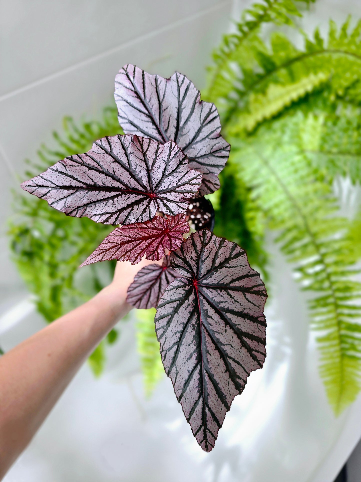 Begonia Maculata 'Ashura' - 118mm