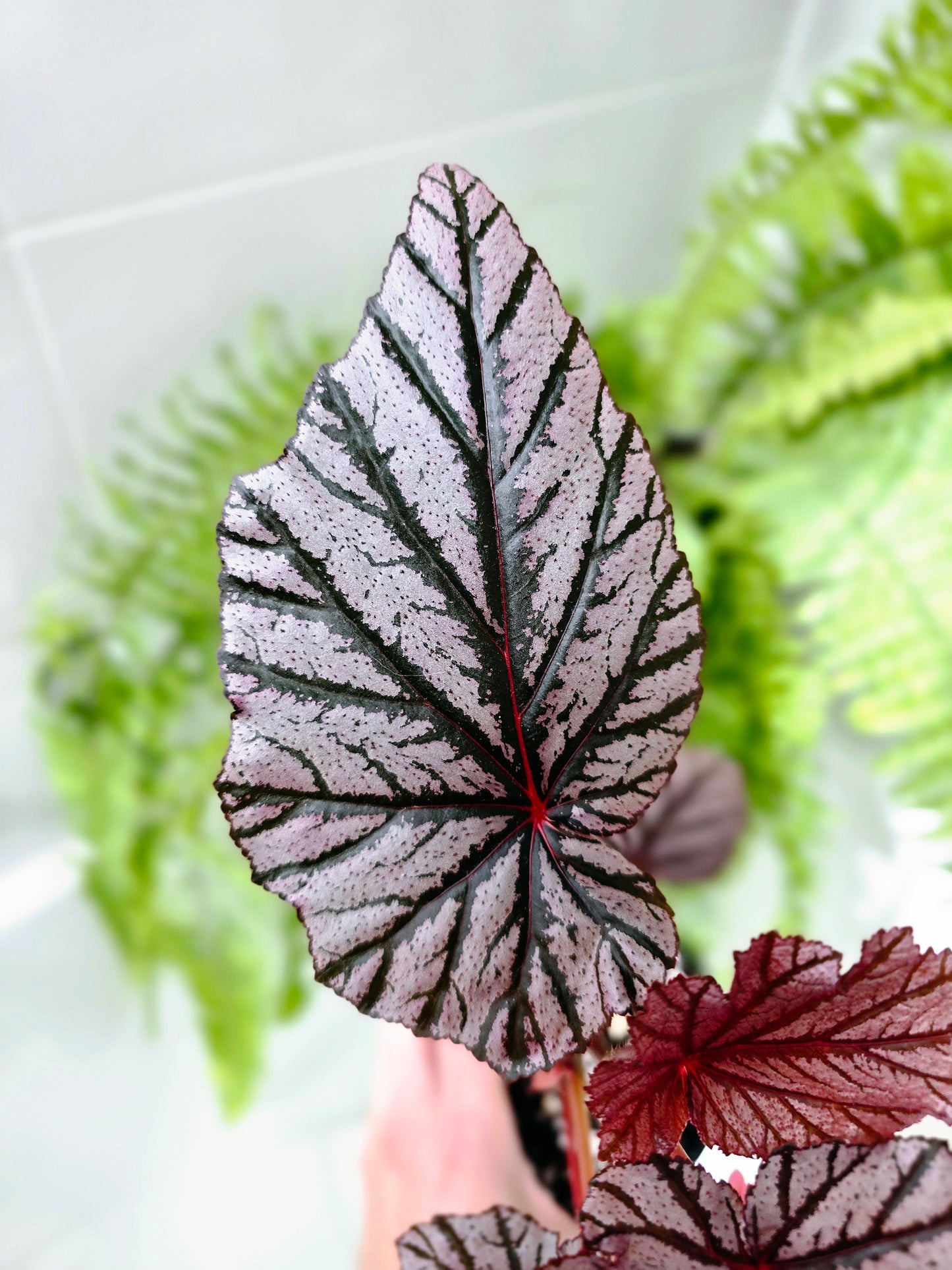 Begonia Maculata 'Ashura' - 118mm