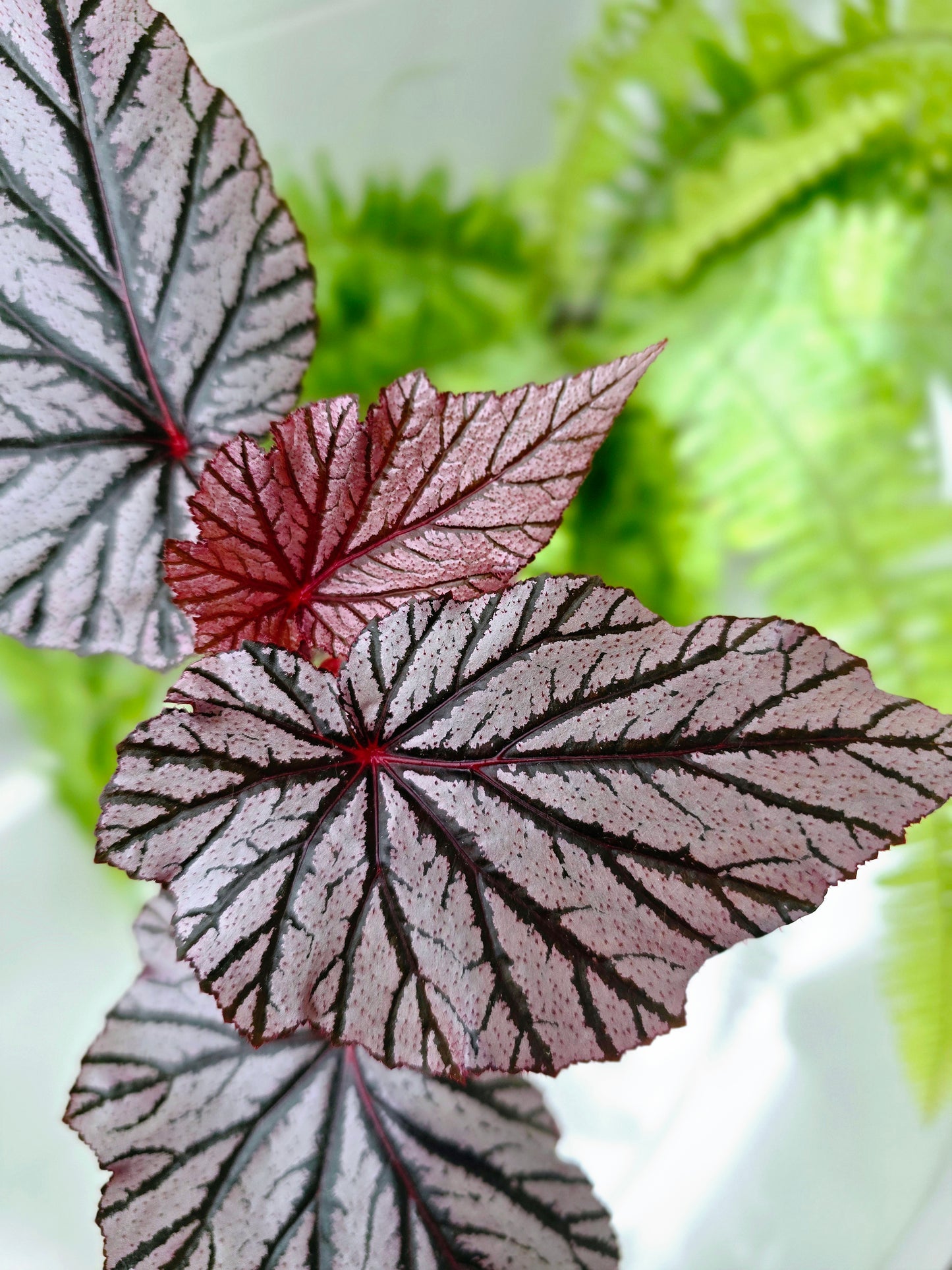 Begonia Maculata 'Ashura' - 118mm