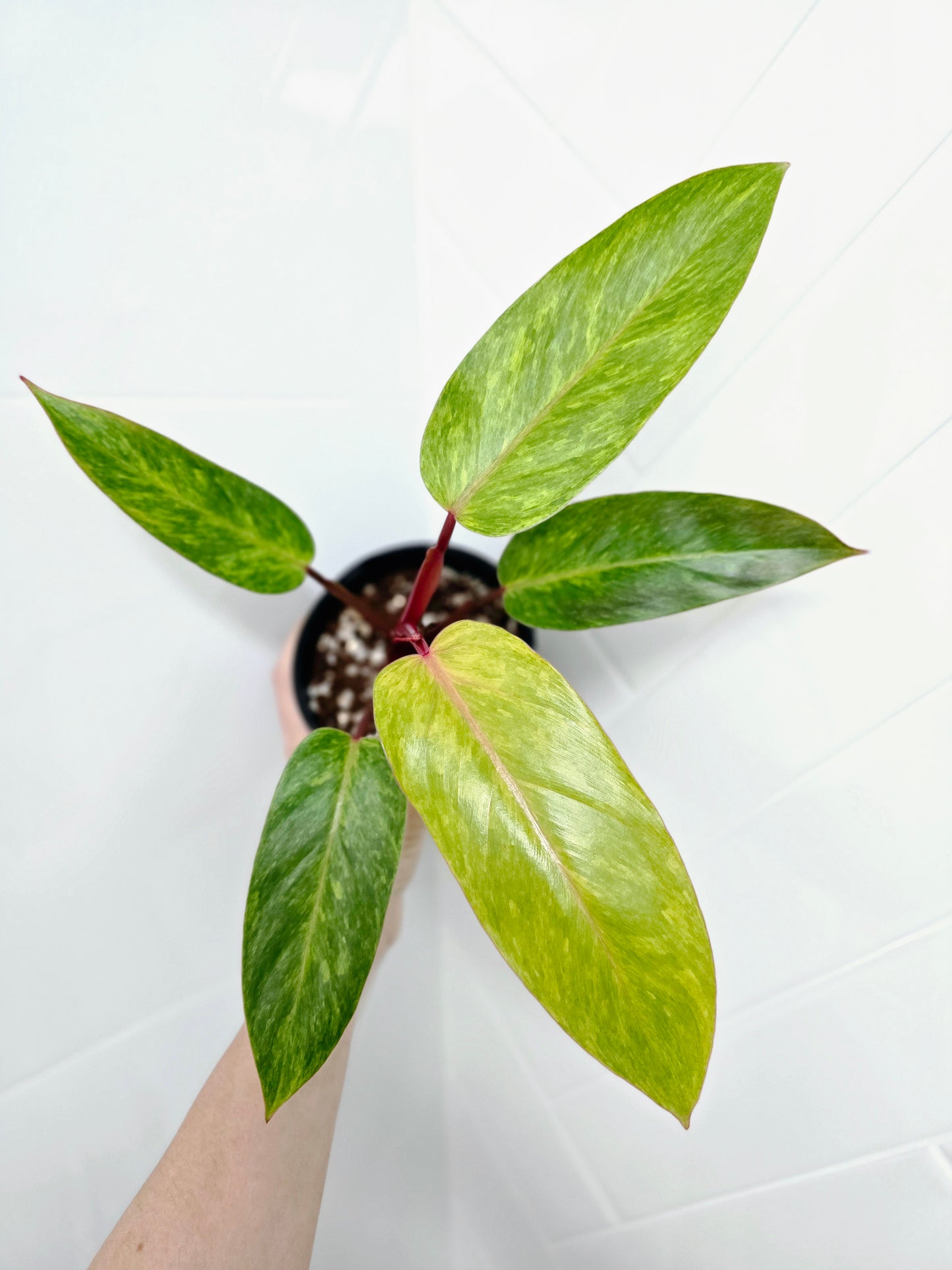 Philodendron Erubescens 'Painted Lady' - 118mm