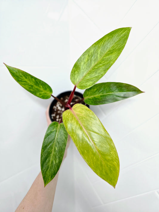 Philodendron Erubescens 'Painted Lady' - 118mm