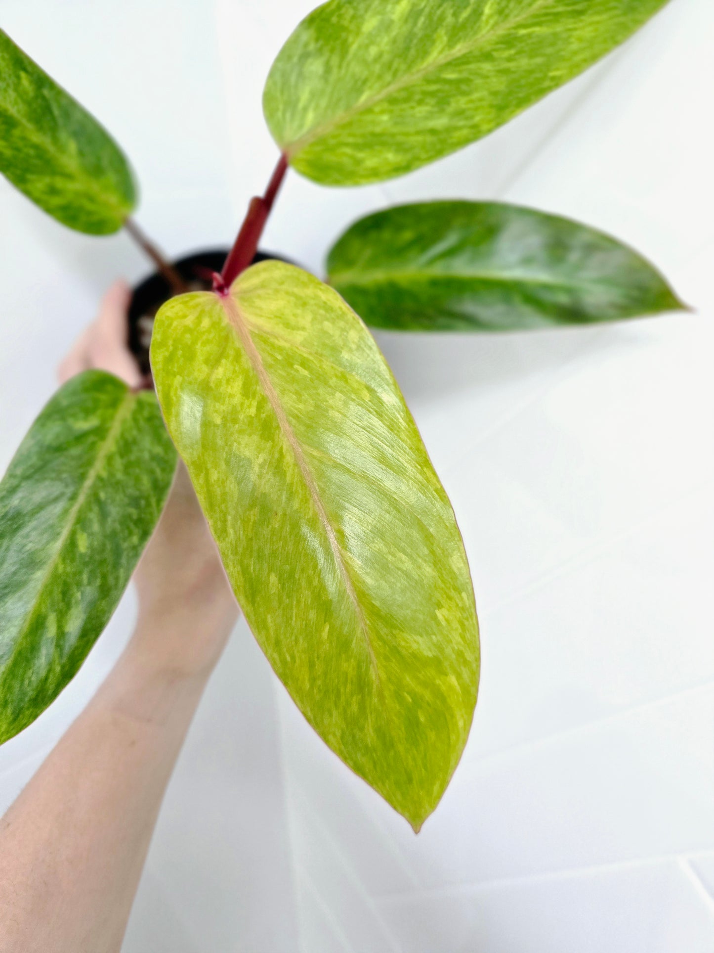 Philodendron Erubescens 'Painted Lady' - 118mm
