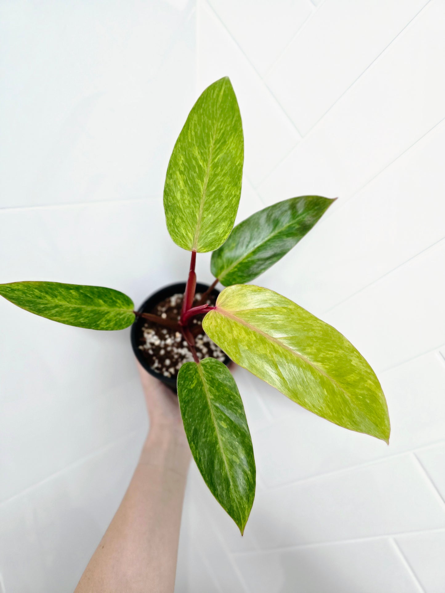 Philodendron Erubescens 'Painted Lady' - 118mm