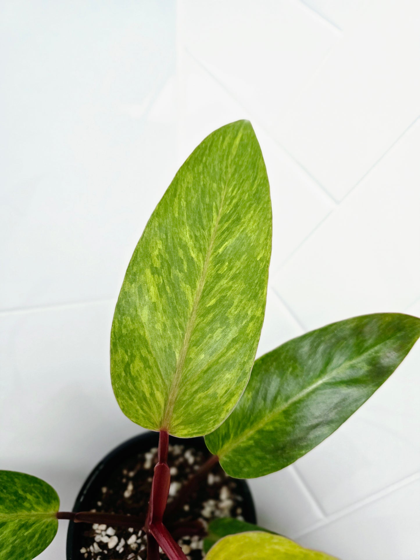 Philodendron Erubescens 'Painted Lady' - 118mm