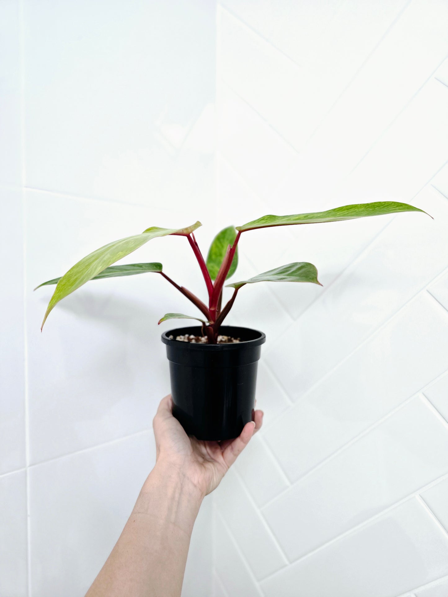 Philodendron Erubescens 'Painted Lady' - 118mm