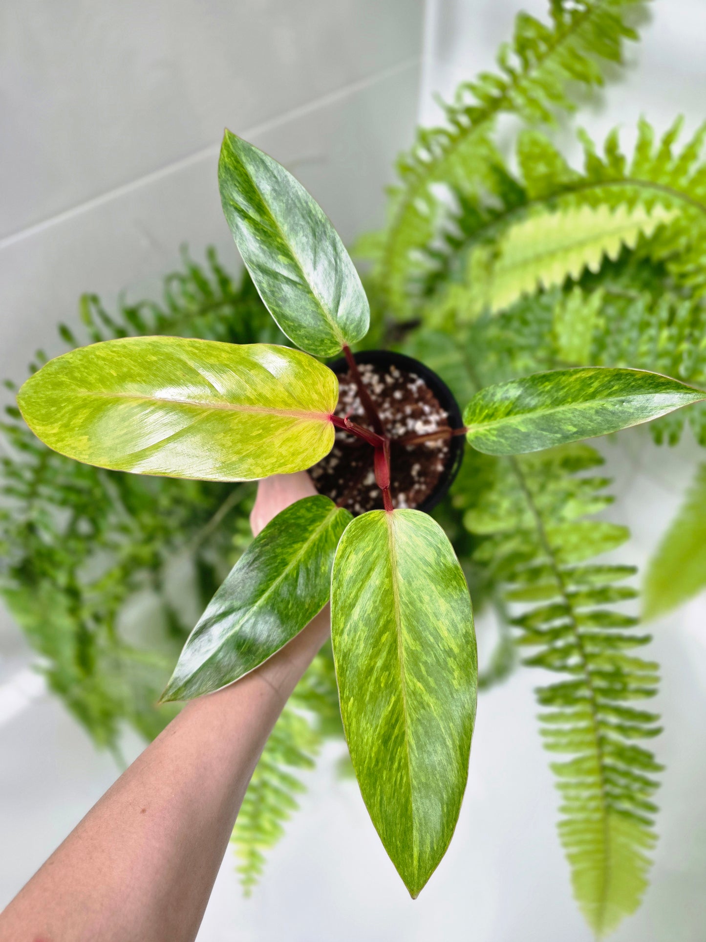 Philodendron Erubescens 'Painted Lady' - 118mm