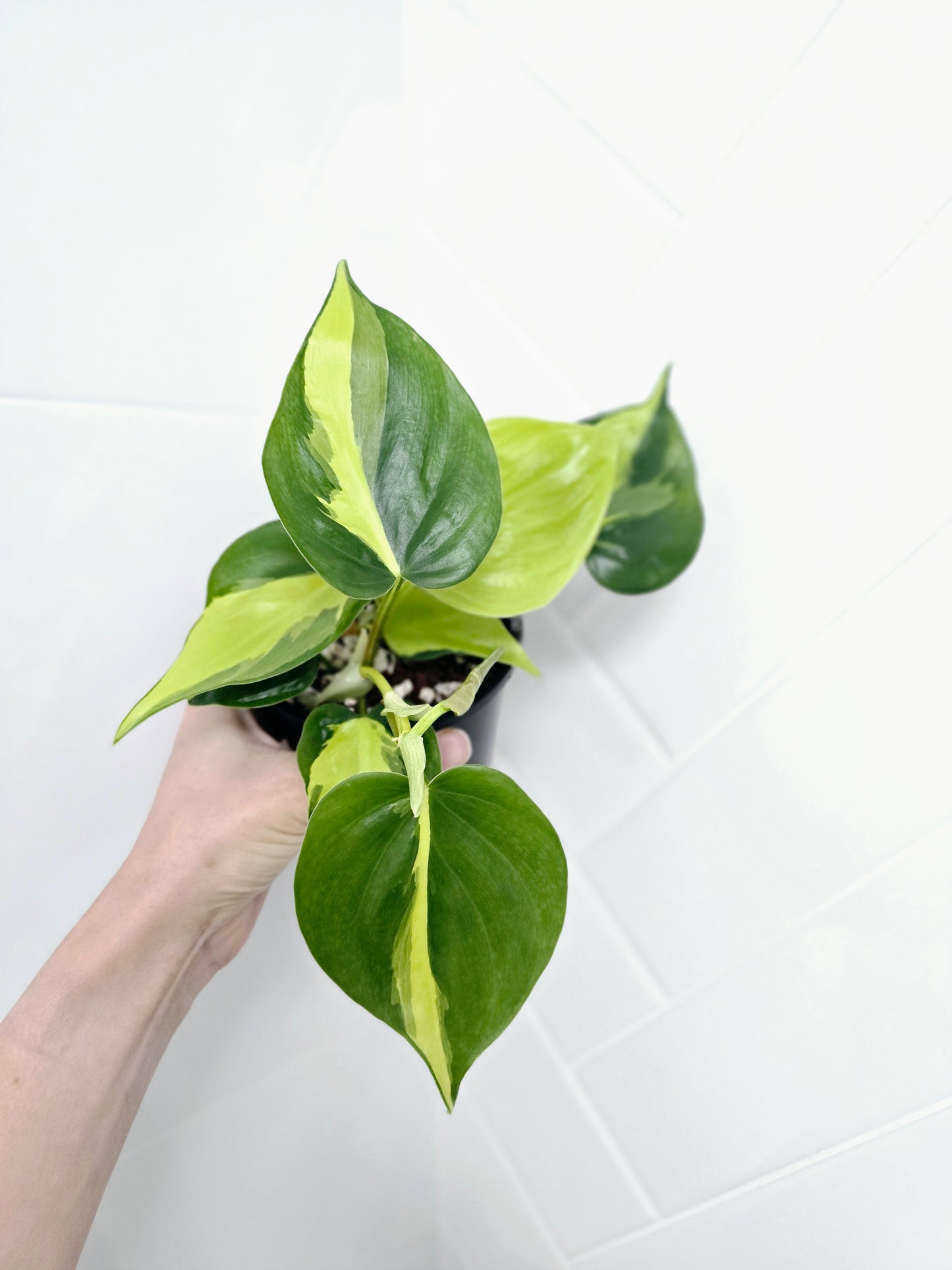 Philodendron Hederaceum Var. Oxycardium 'Brasil' - 100mm