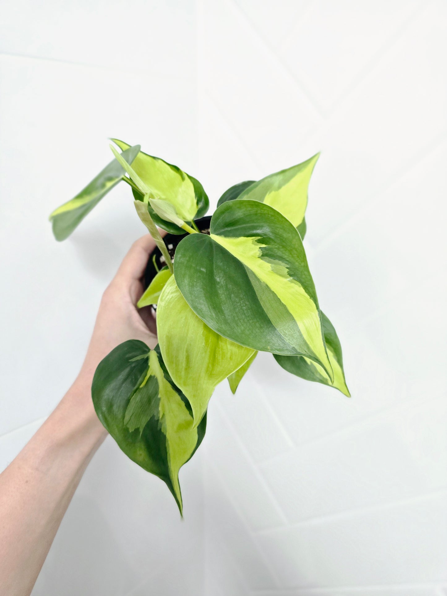 Philodendron Hederaceum Var. Oxycardium 'Brasil' - 100mm