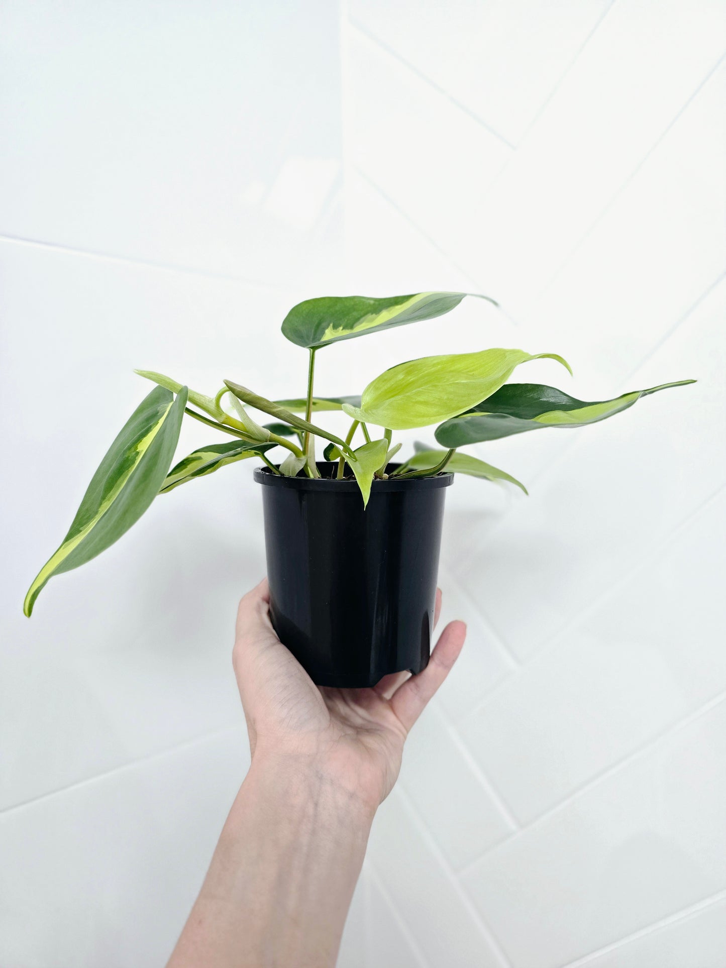 Philodendron Hederaceum Var. Oxycardium 'Brasil' - 100mm