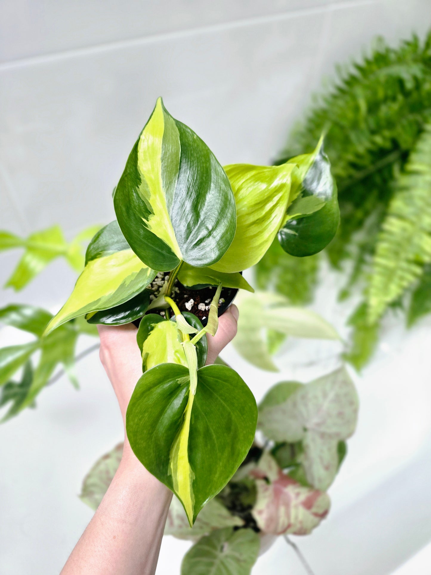 Philodendron Hederaceum Var. Oxycardium 'Brasil' - 100mm