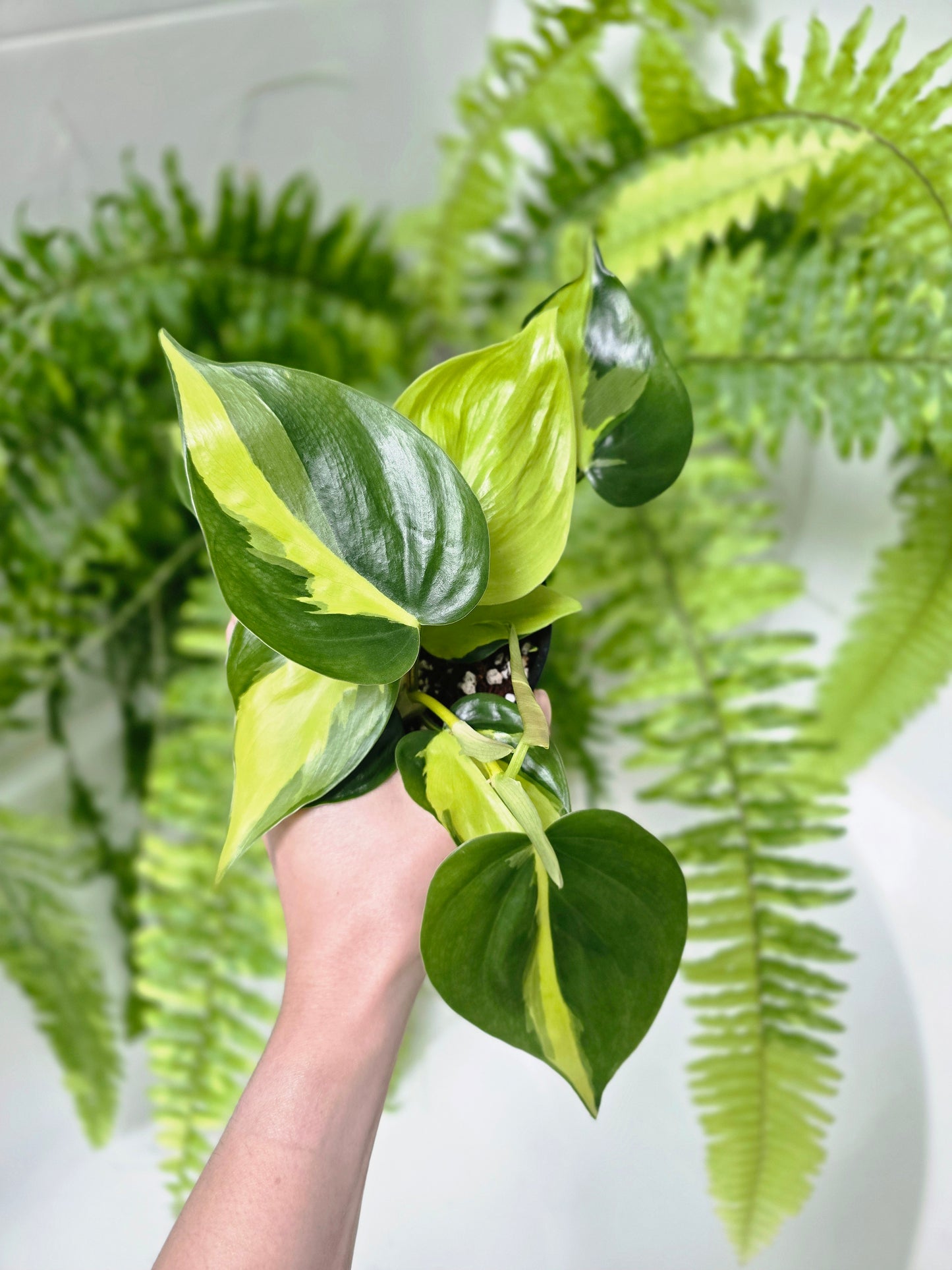 Philodendron Hederaceum Var. Oxycardium 'Brasil' - 100mm